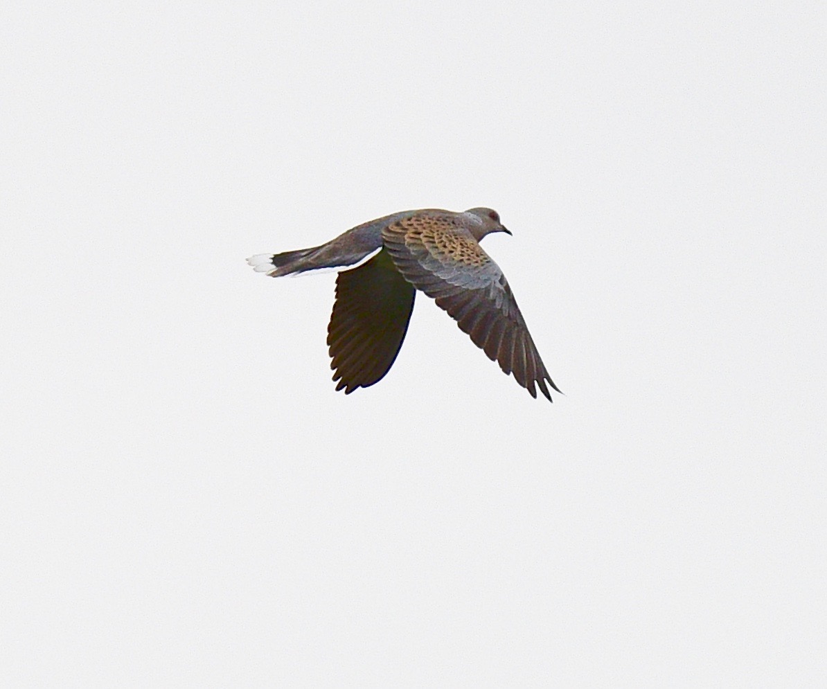 Turtle Dove - 22-05-2023