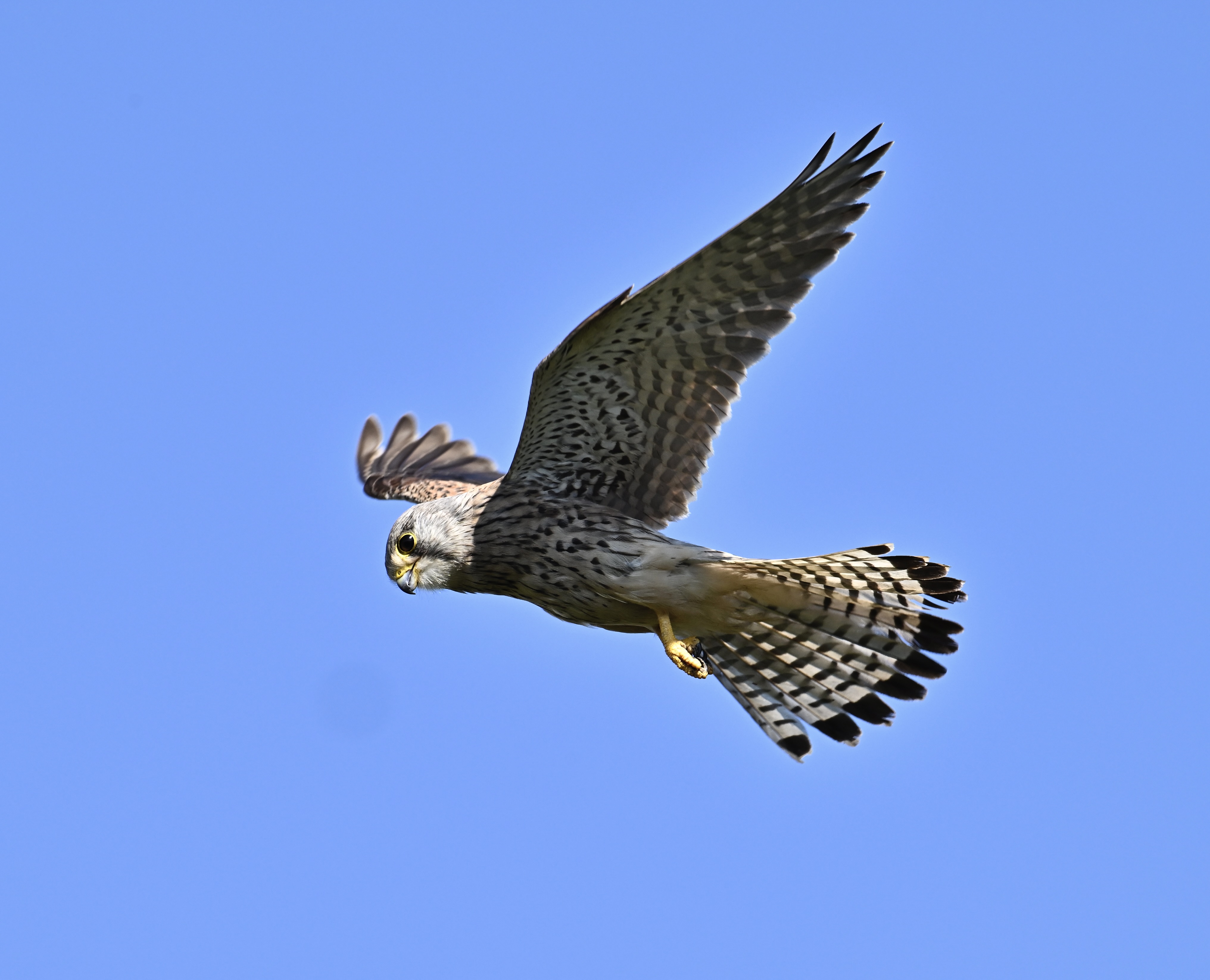 Kestrel - 18-06-2024