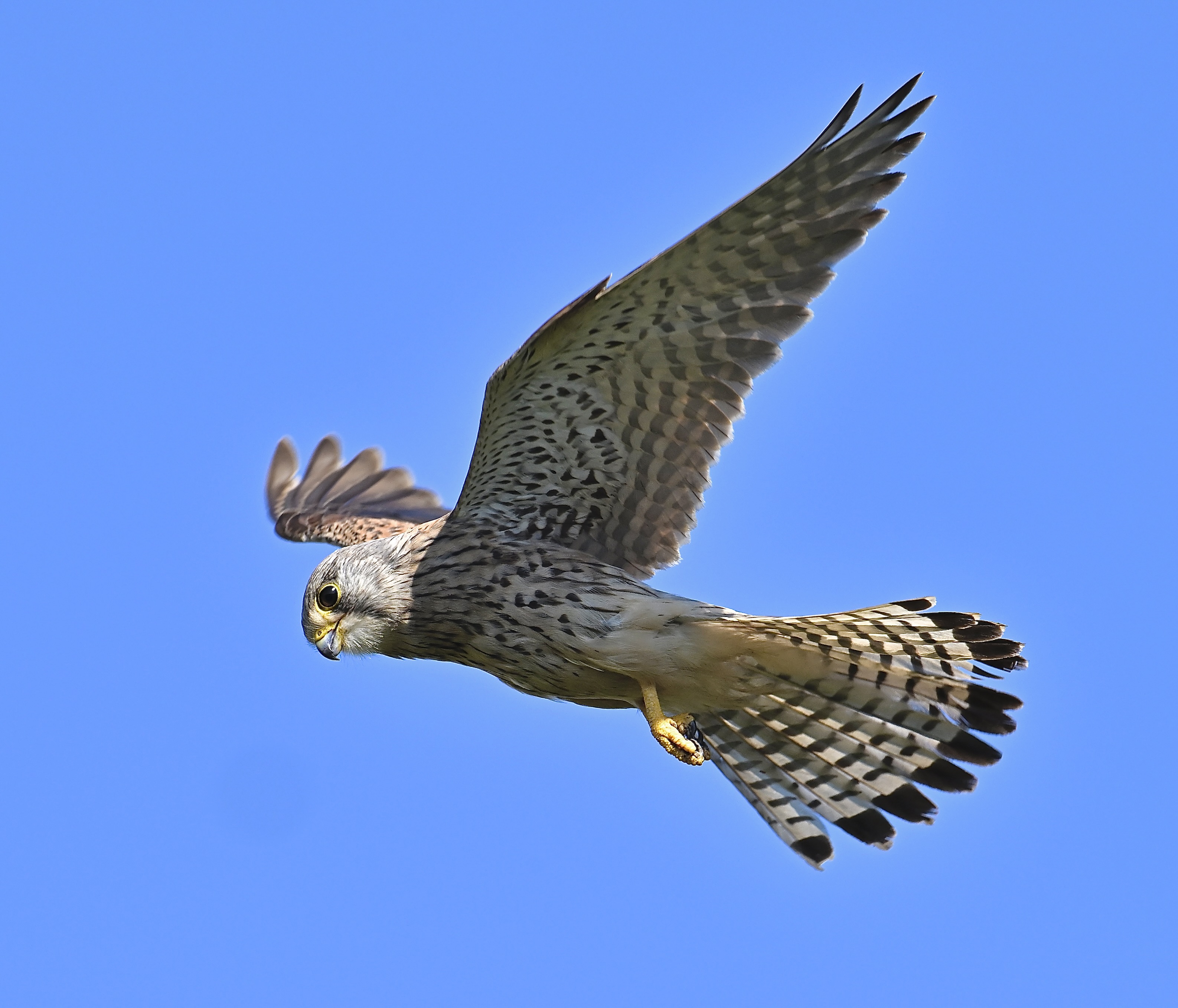 Cley Village – Cley Bird Club