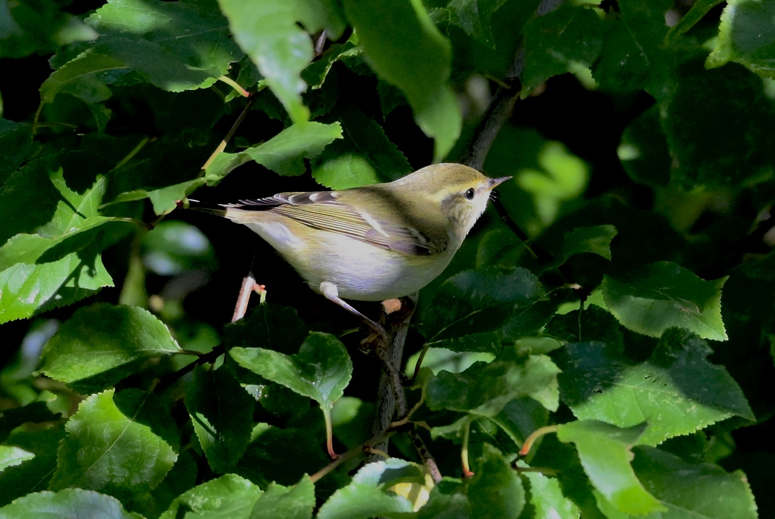 Yellow-browed Warbler - 30-10-2025