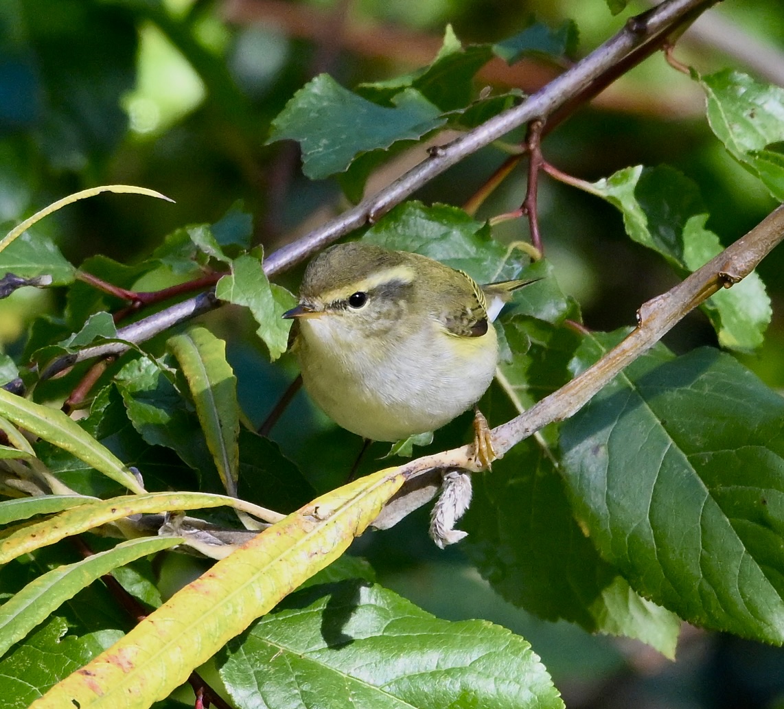 Yellow-browed Warbler - 30-10-2025