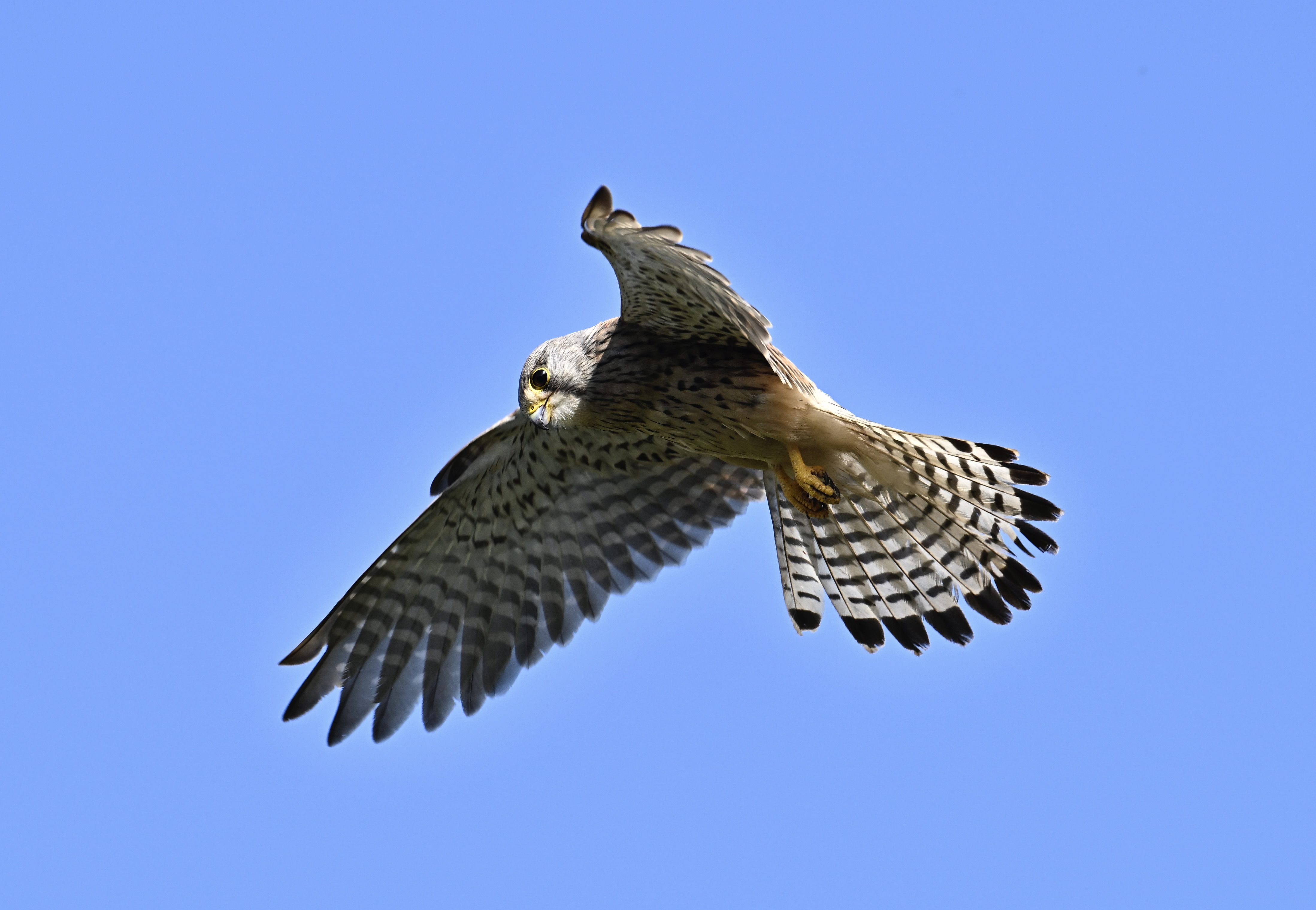 Kestrel - 18-06-2024