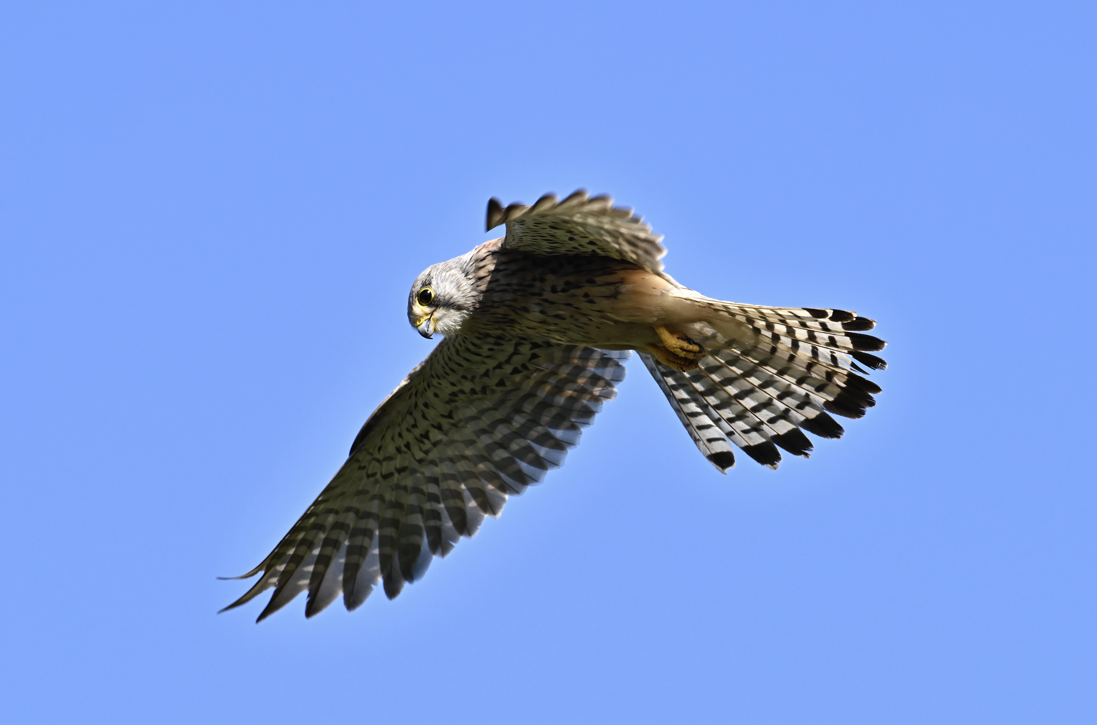 Kestrel - 18-06-2024