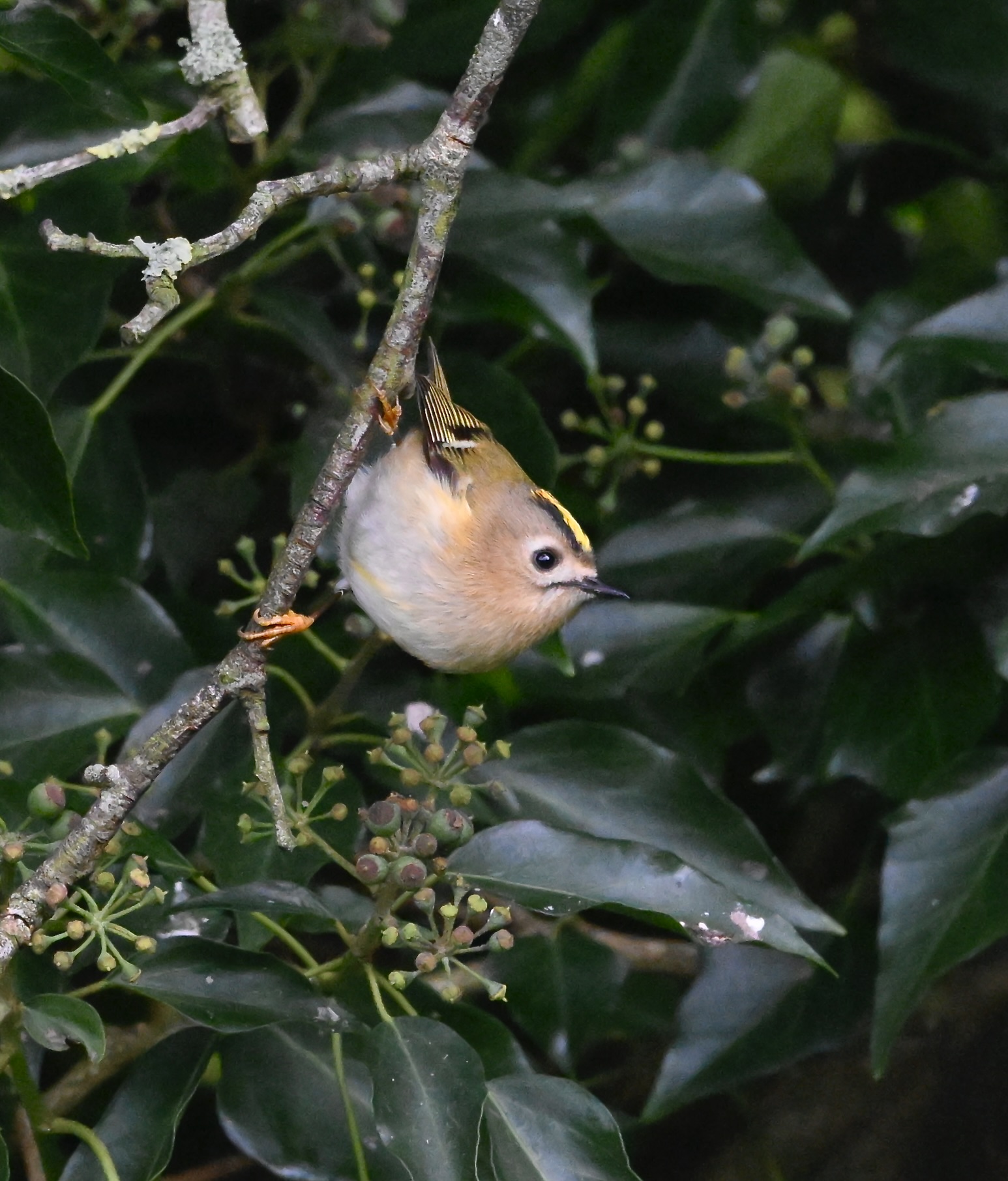 Goldcrest - 30-10-2025