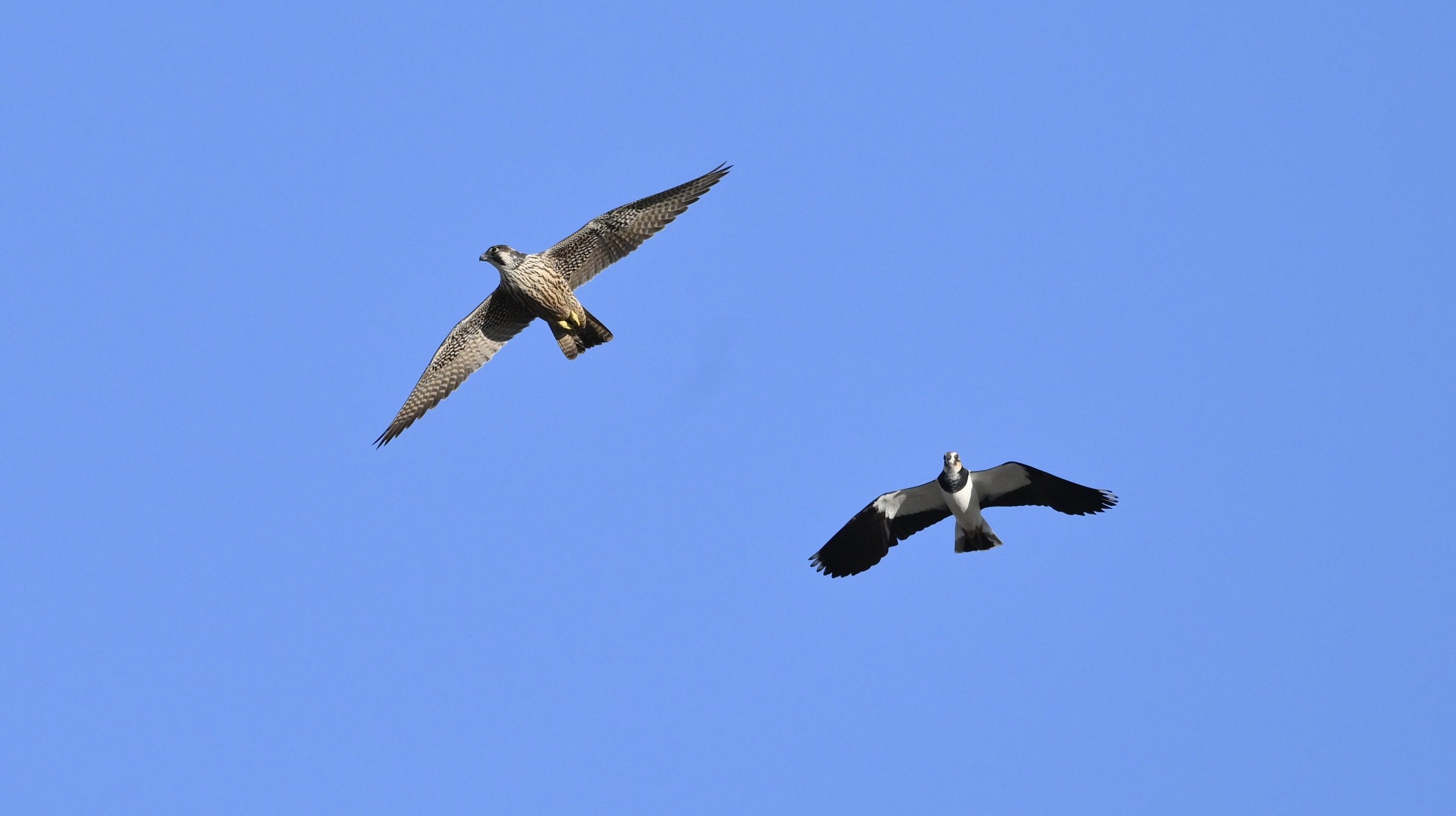 Peregrine - 01-11-2025