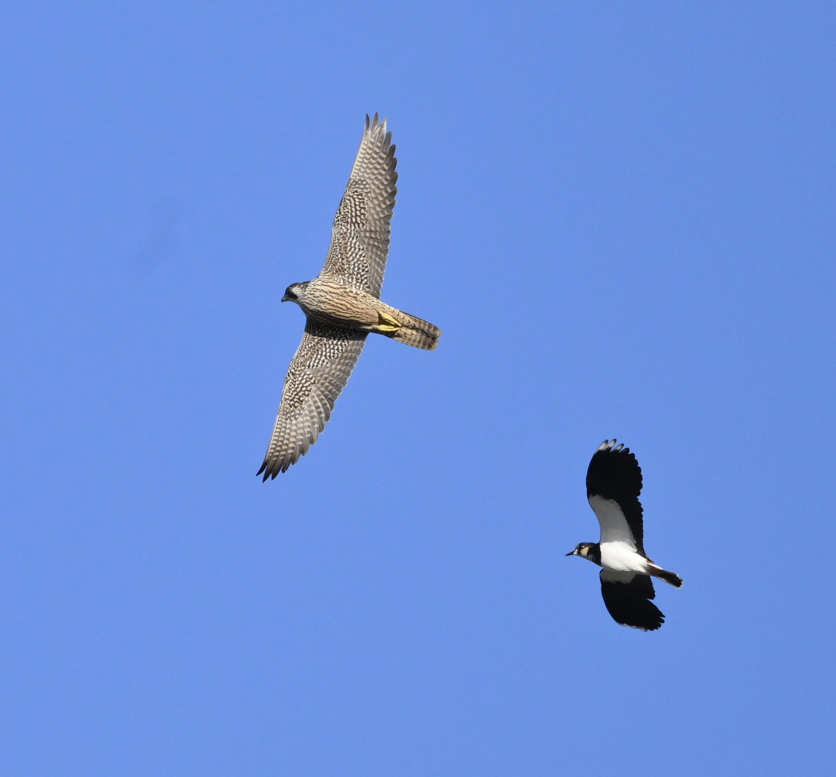 Peregrine - 01-11-2025