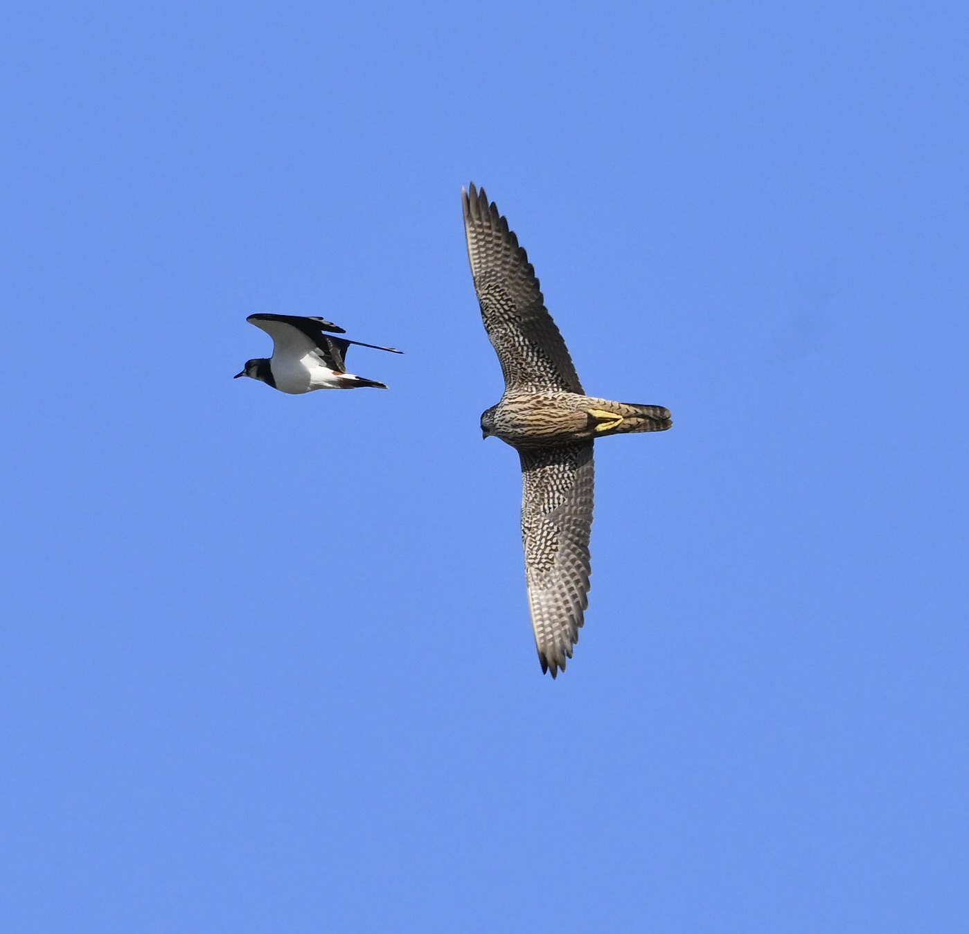 Peregrine - 01-11-2025