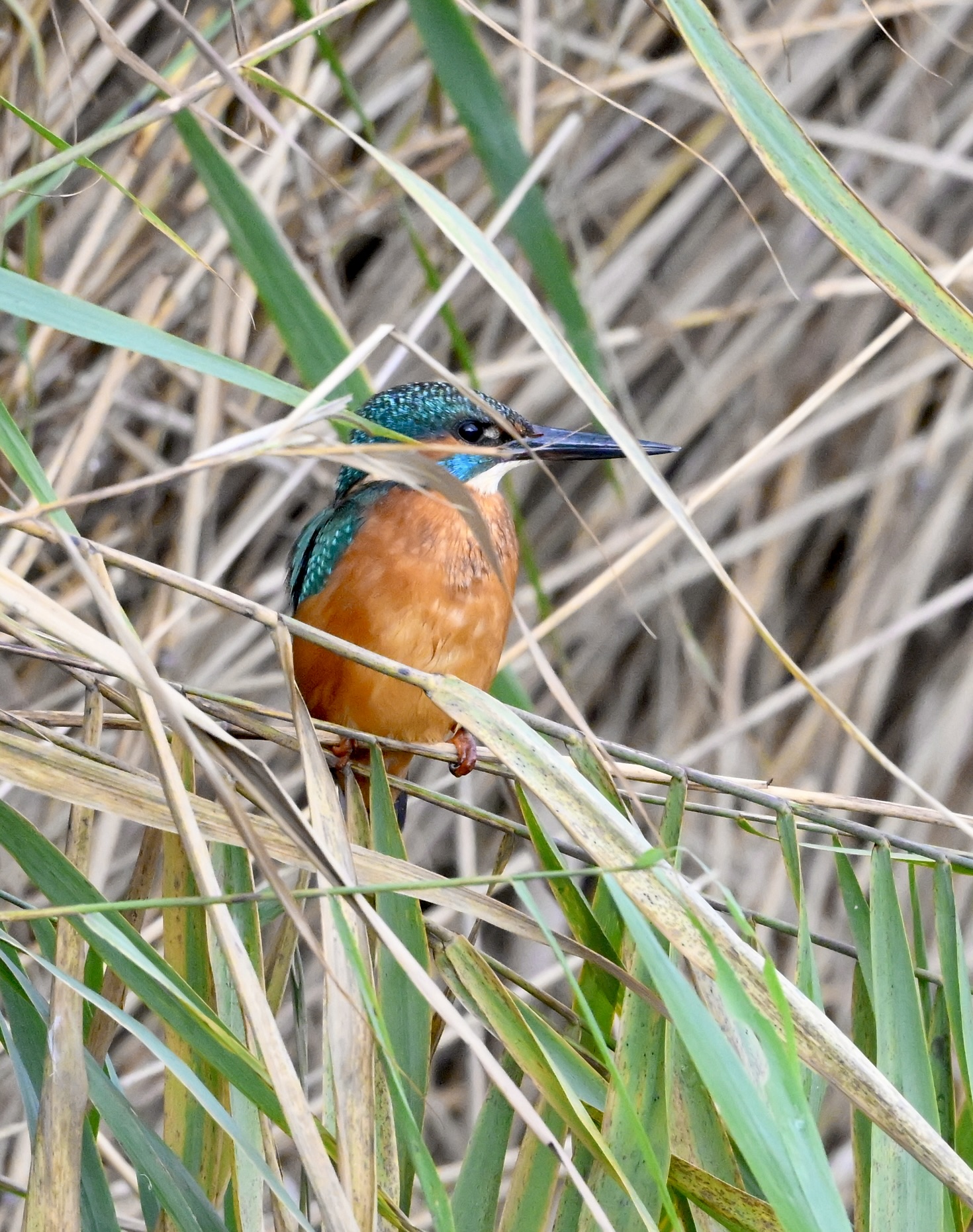 Kingfisher - 02-11-2025