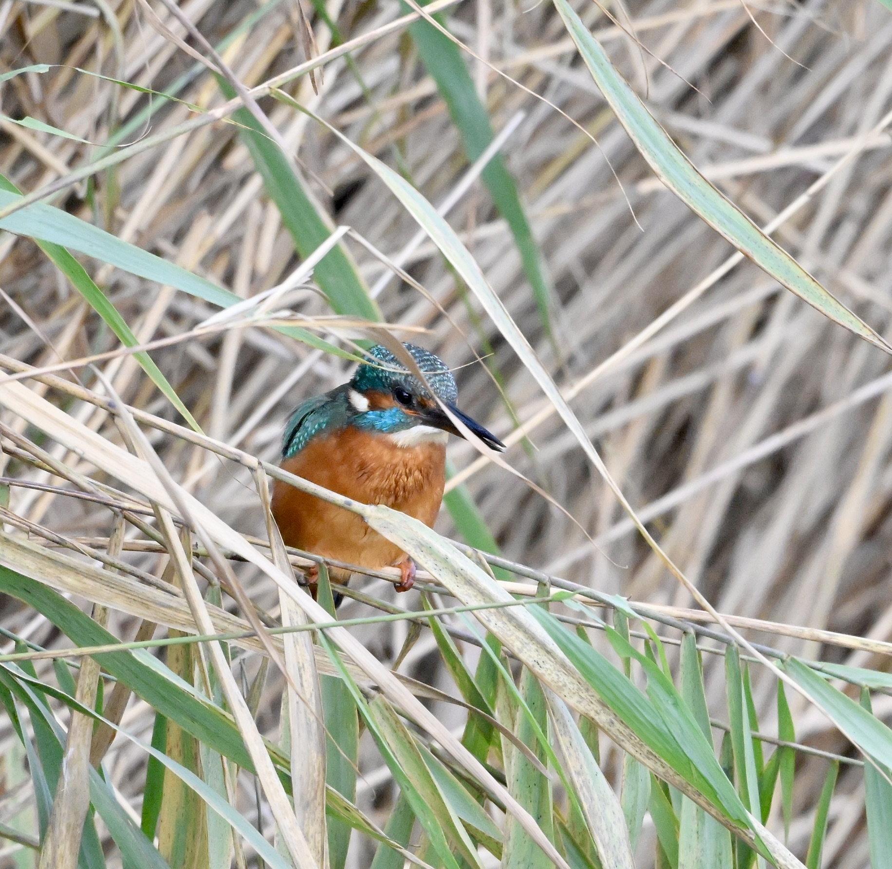 Kingfisher - 02-11-2025