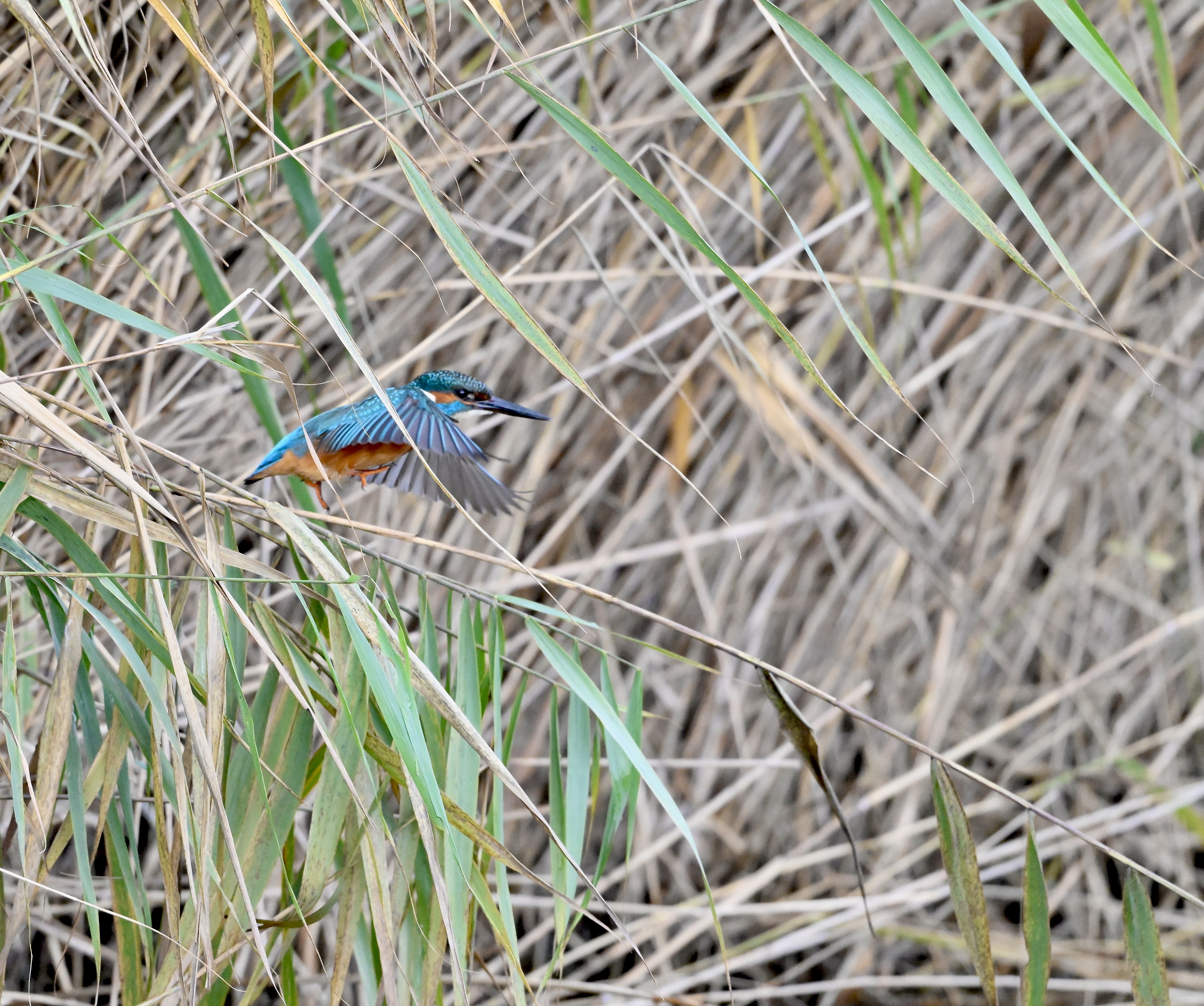 Kingfisher - 02-11-2025