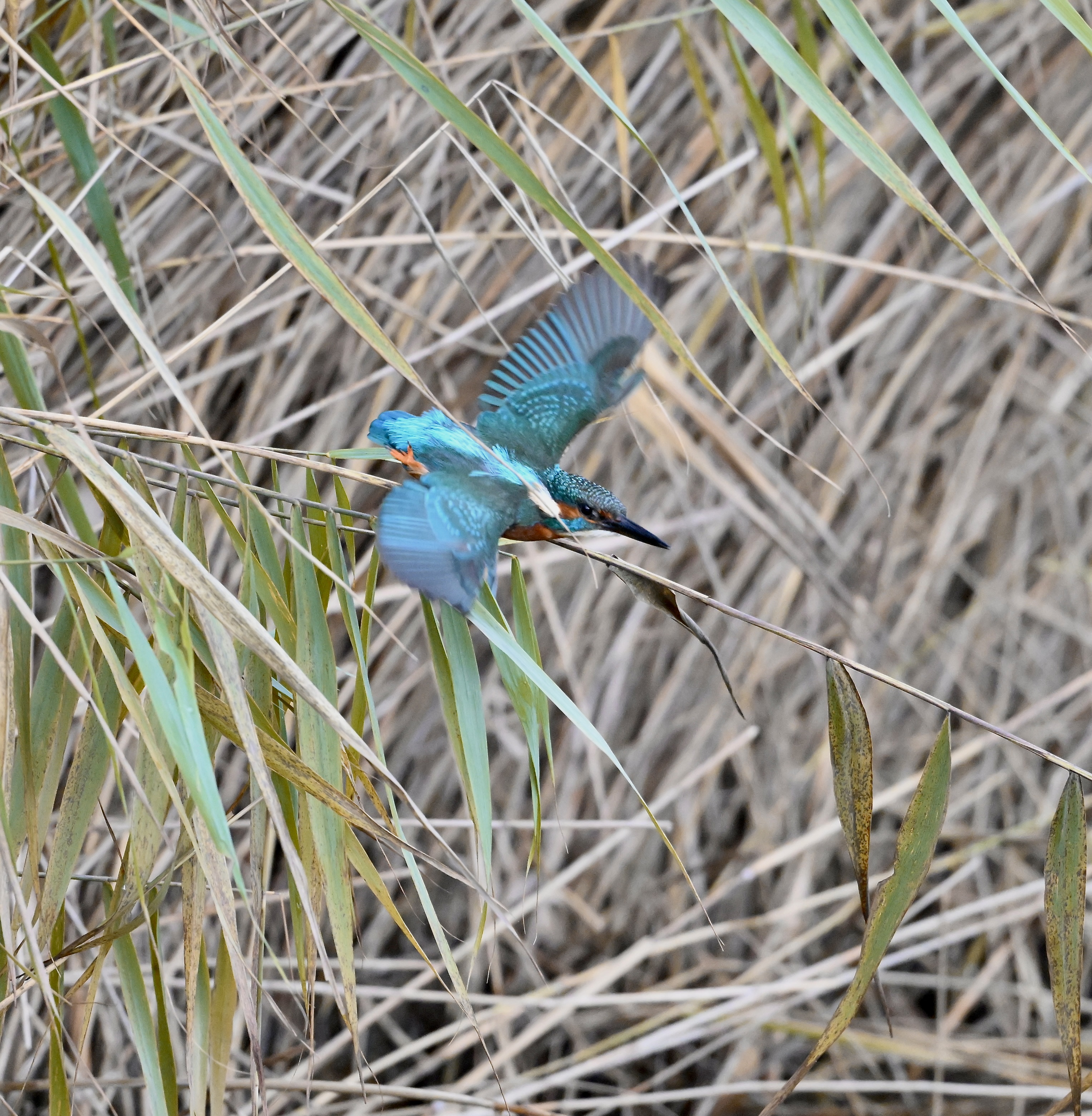 Kingfisher - 02-11-2025