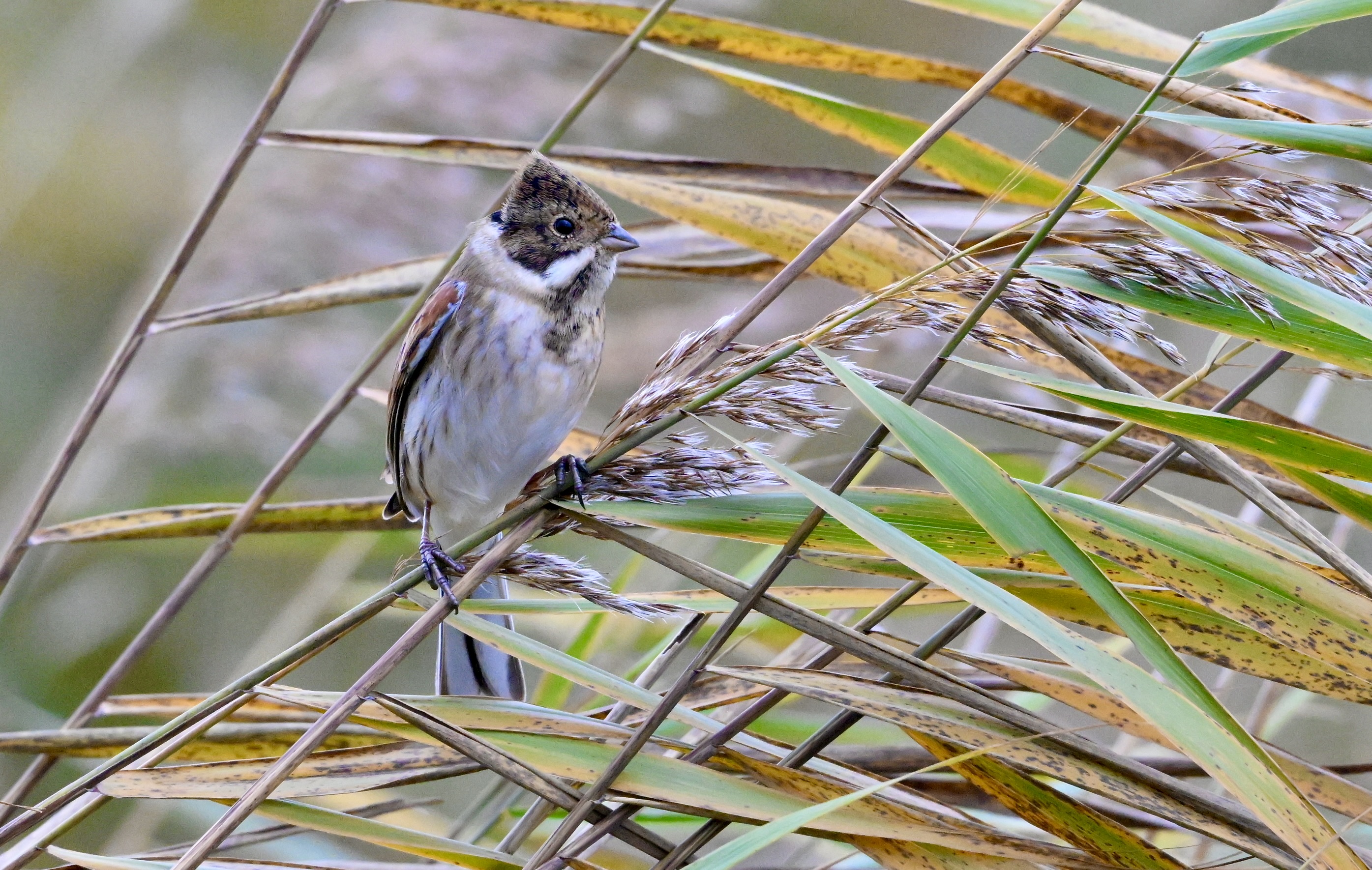 Reed Bunting - 02-11-2025