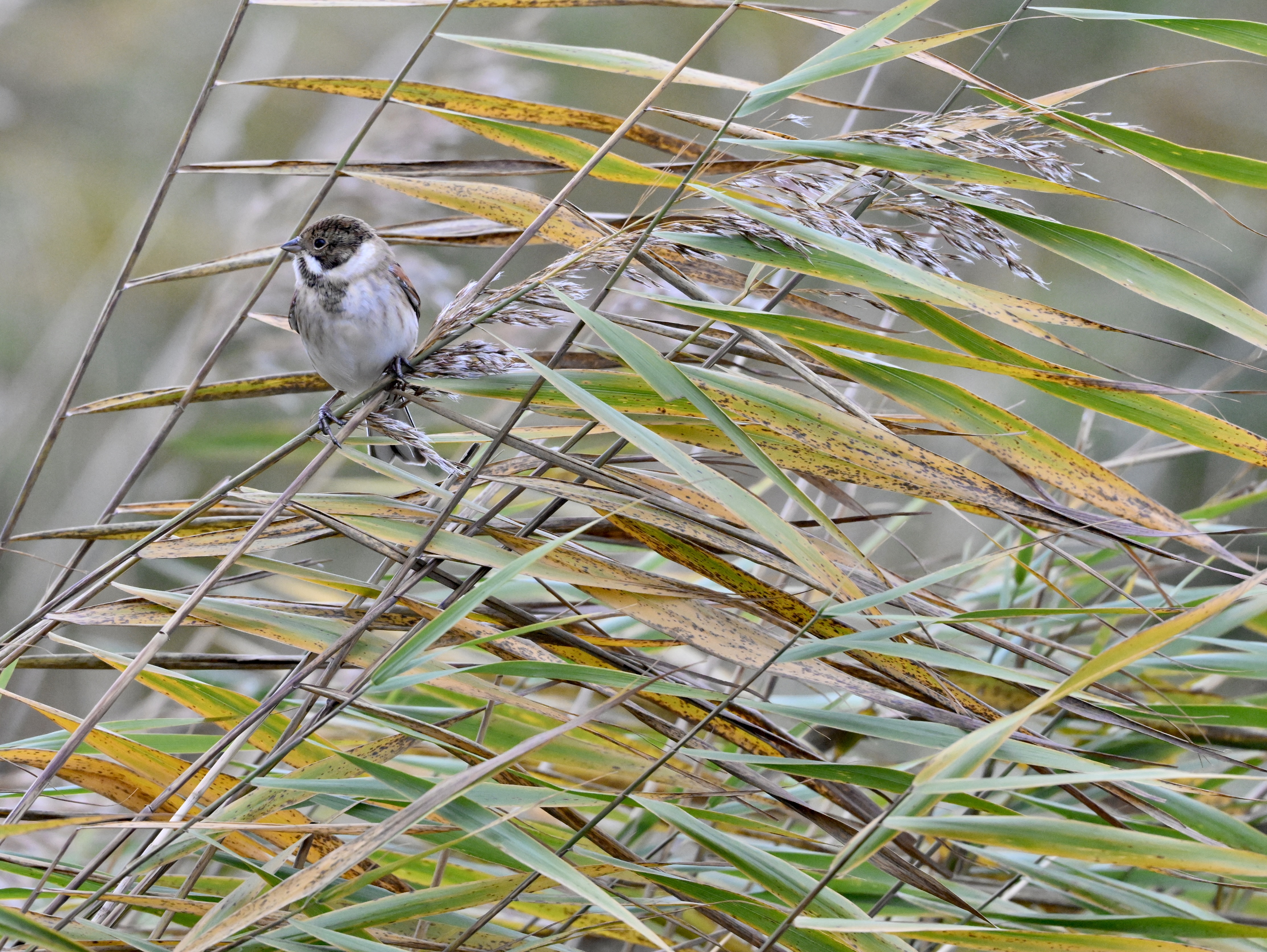 Reed Bunting - 02-11-2025