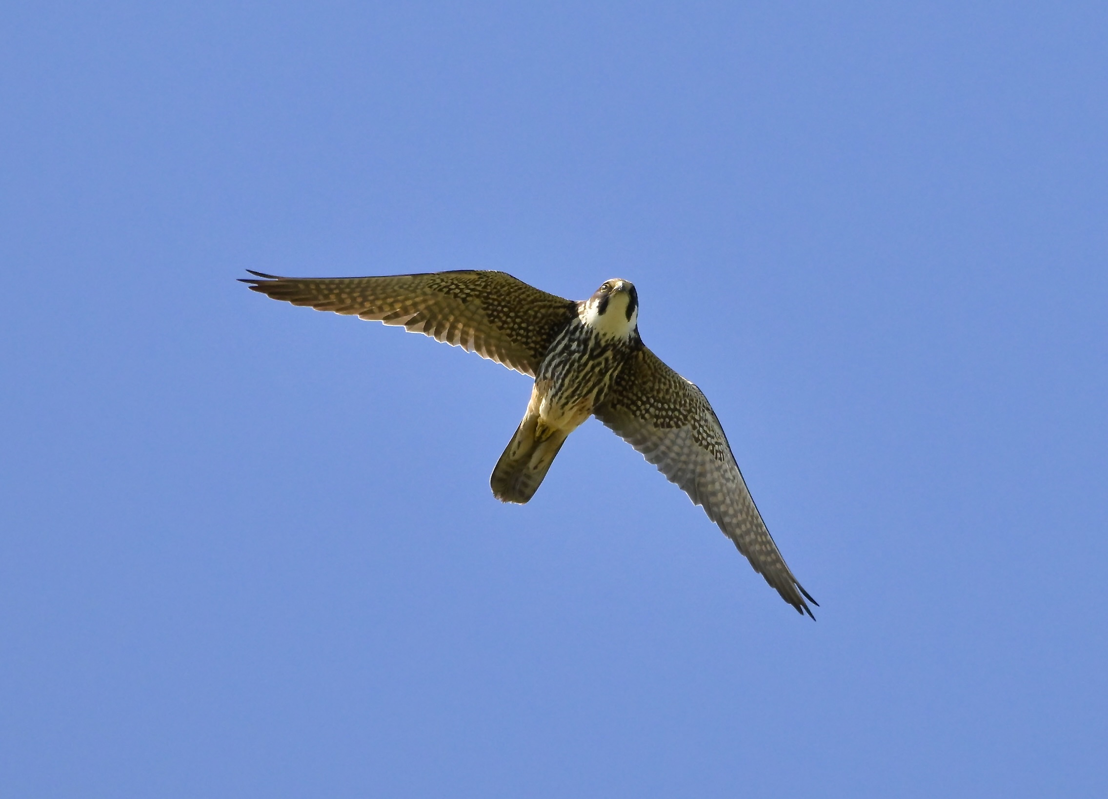 Hobby - 23-05-2026
