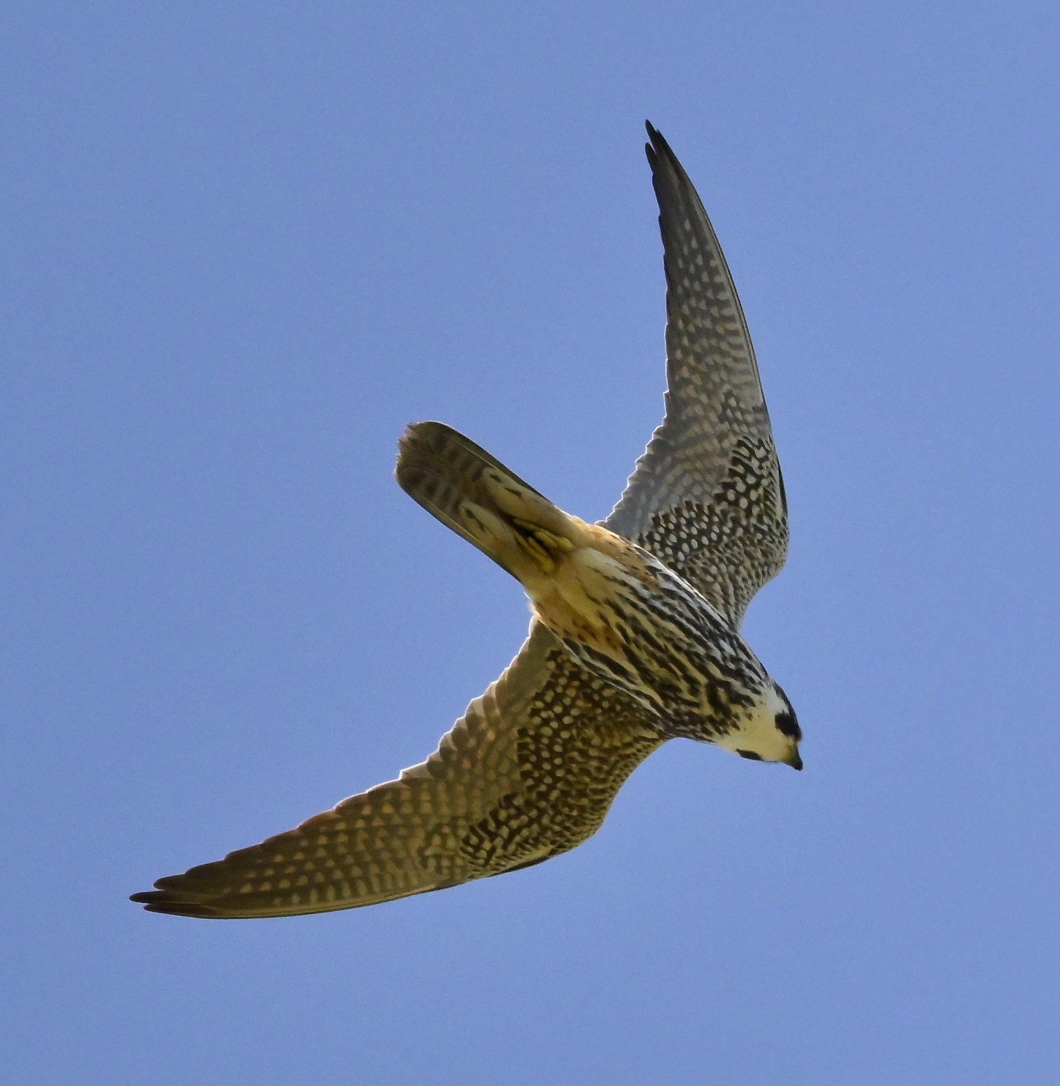 Hobby - 23-05-2026