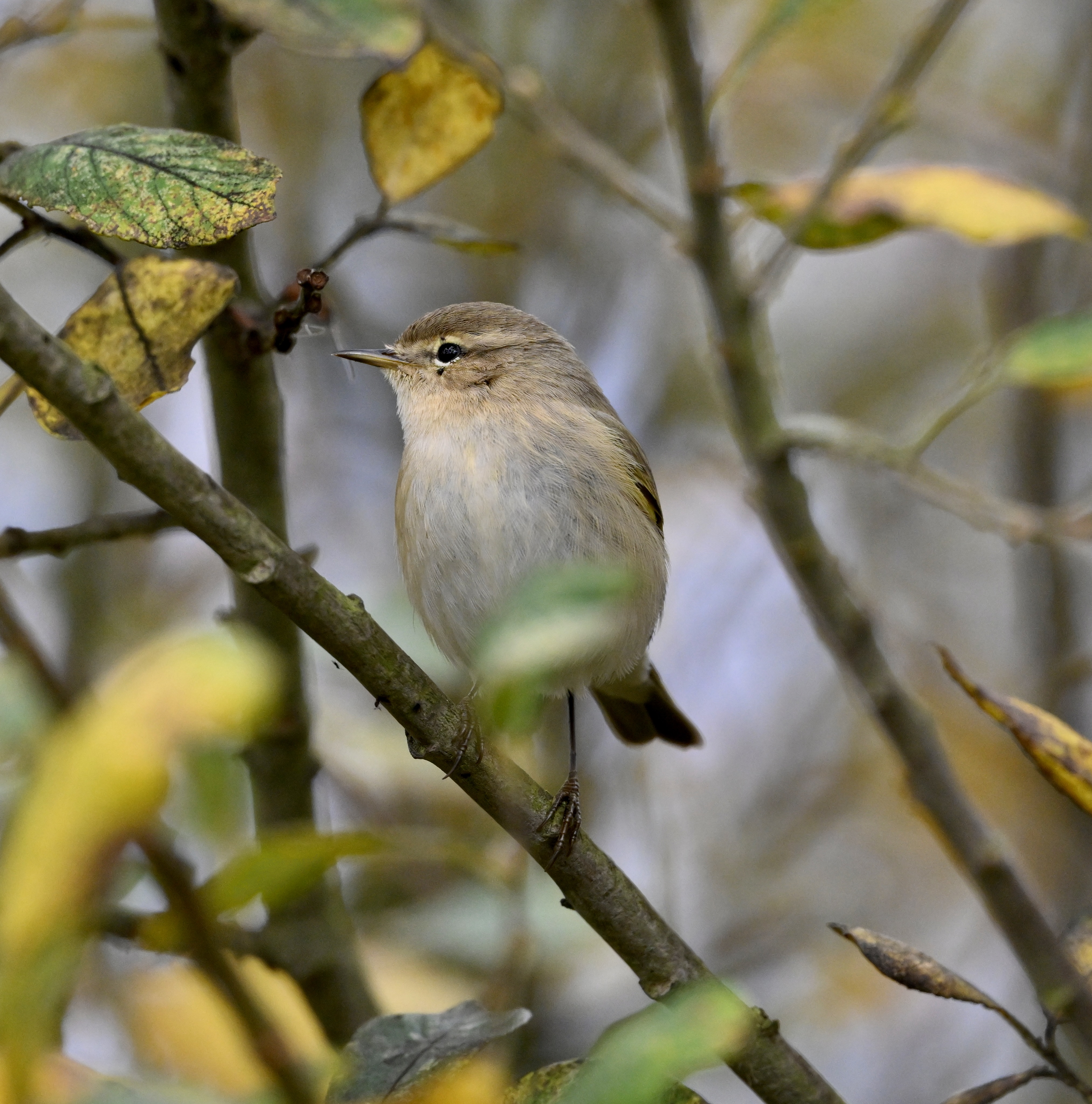 Siberian Chiffchaff - 07-11-2025