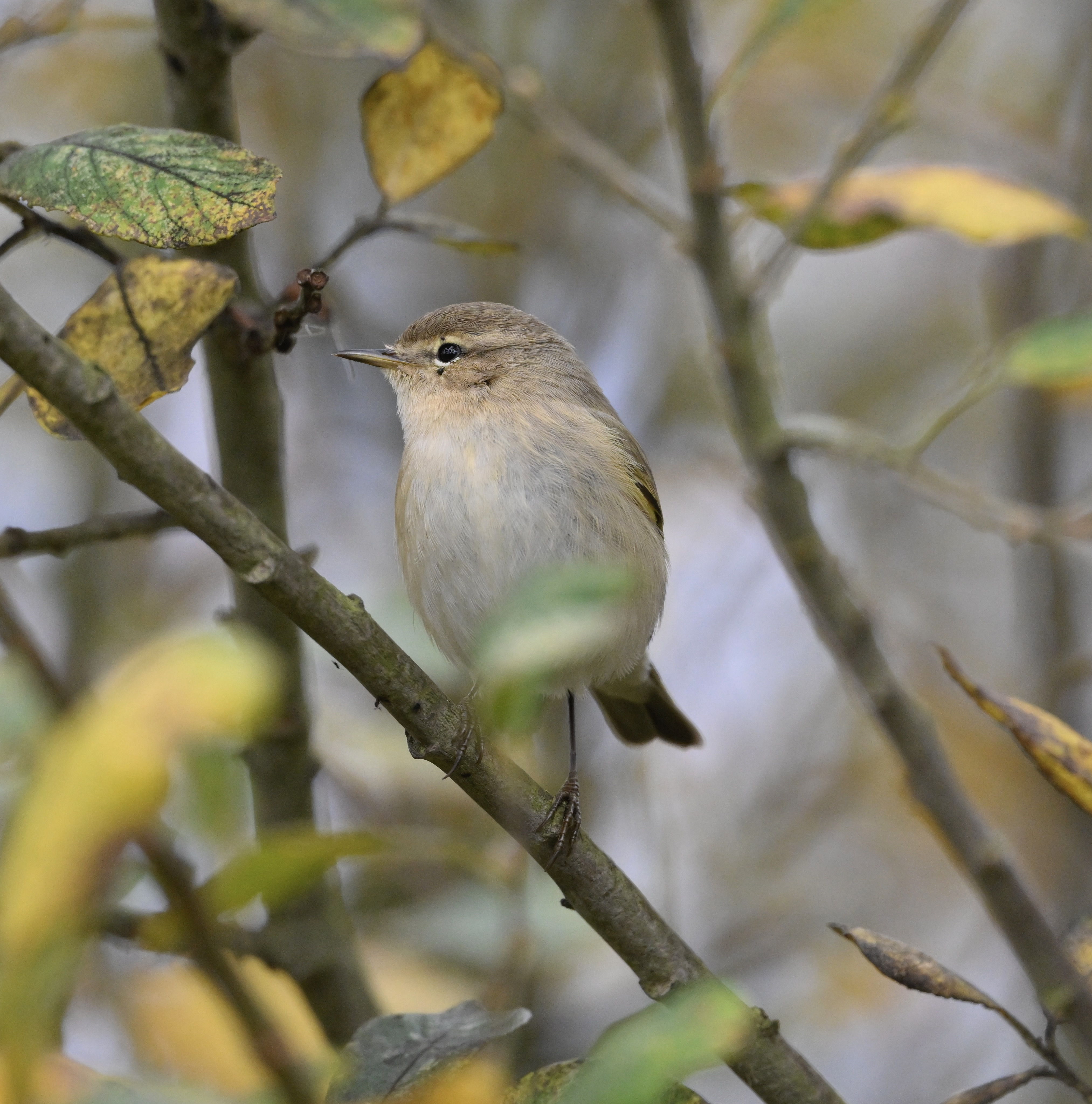 Siberian Chiffchaff - 07-11-2025