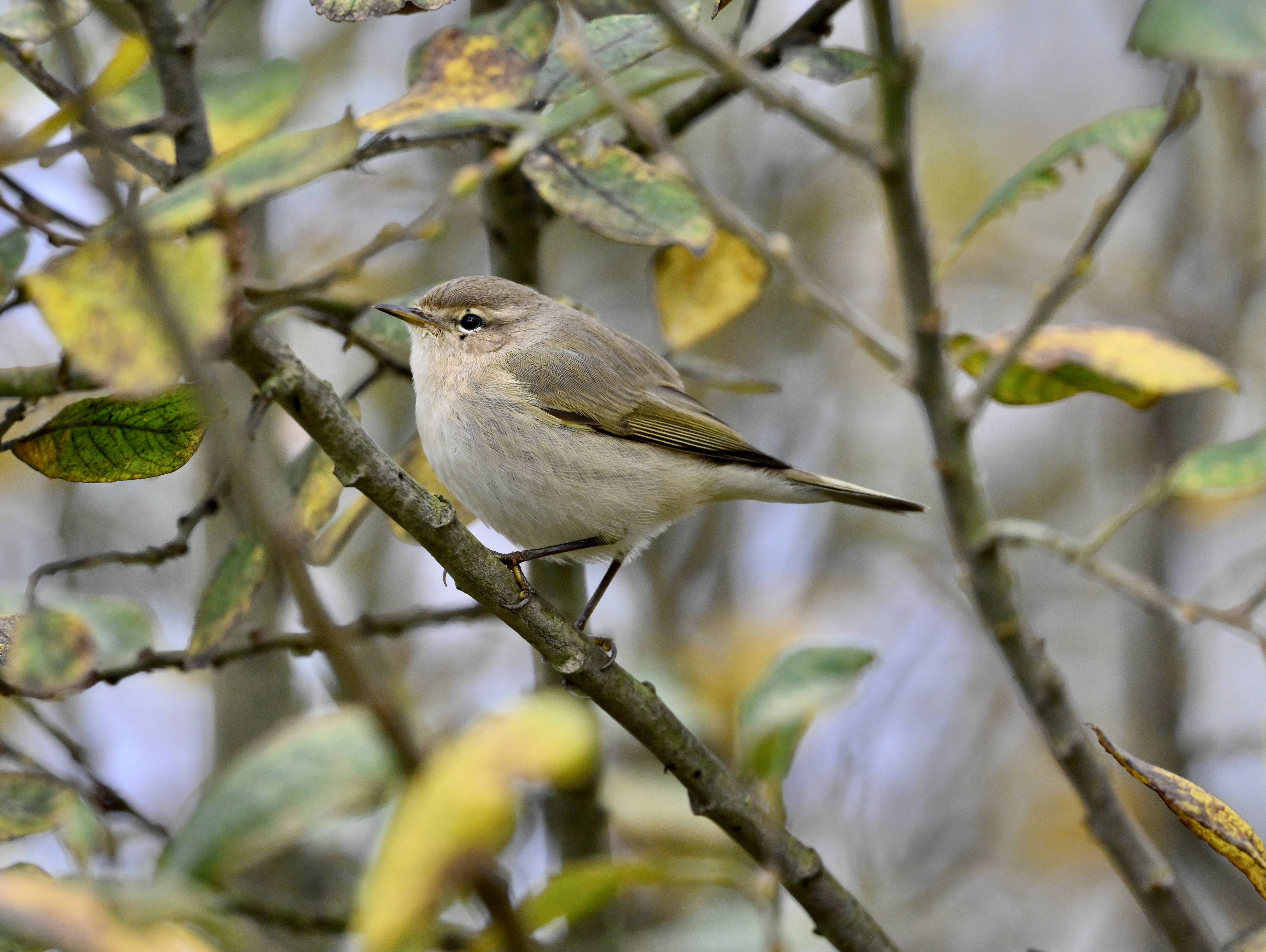 Siberian Chiffchaff - 07-11-2025