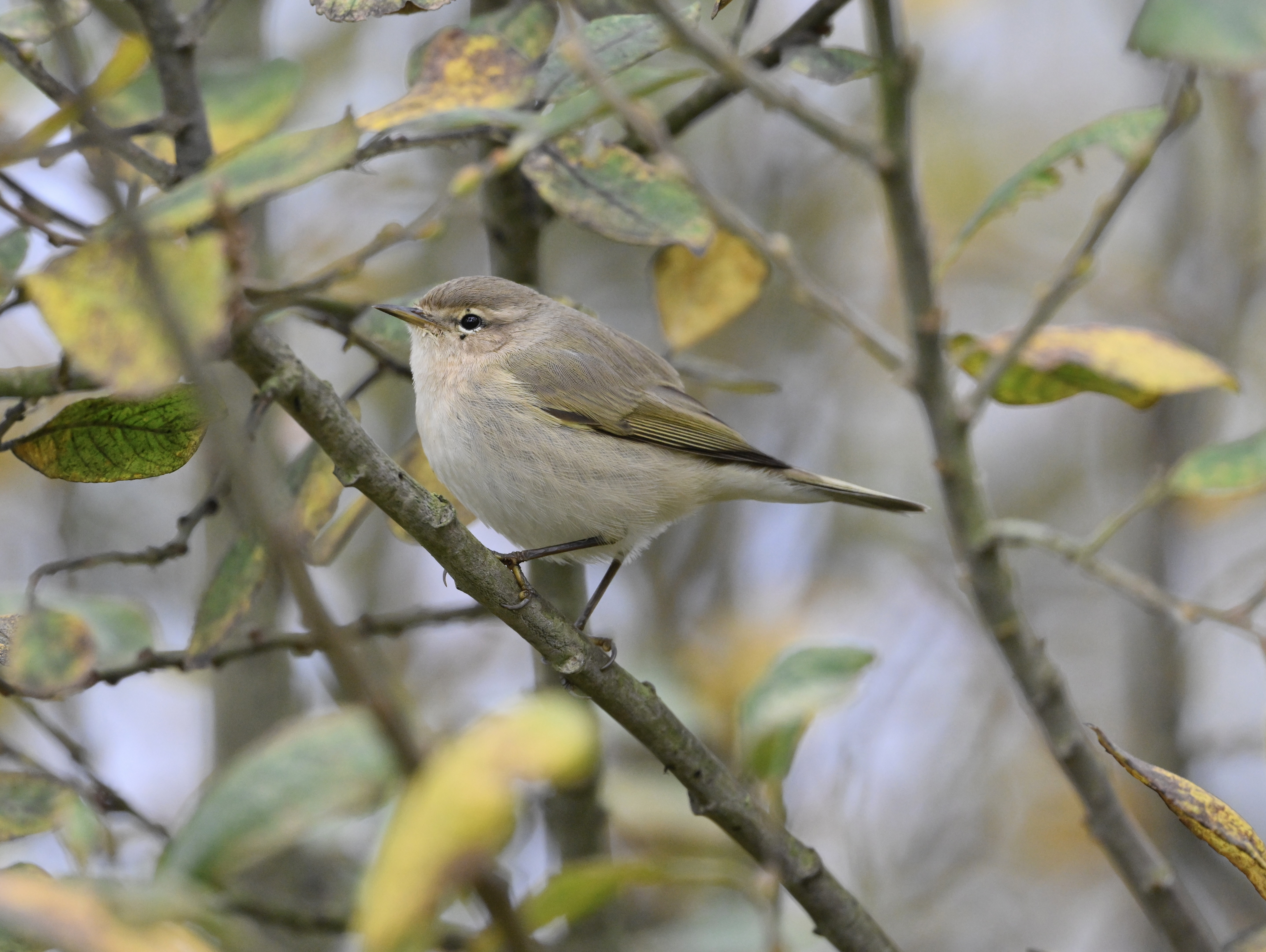 Siberian Chiffchaff - 07-11-2025