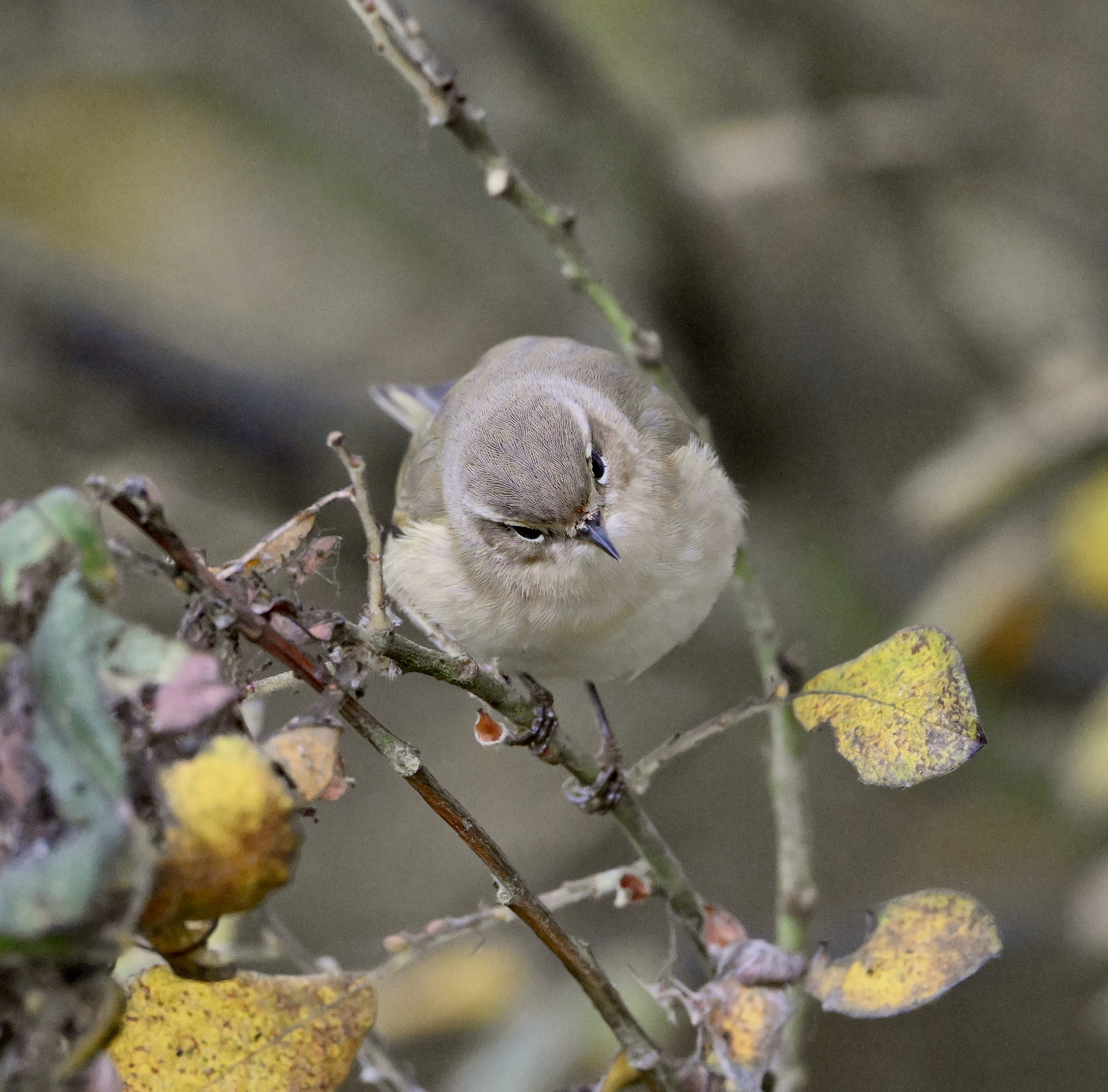 Siberian Chiffchaff - 07-11-2025