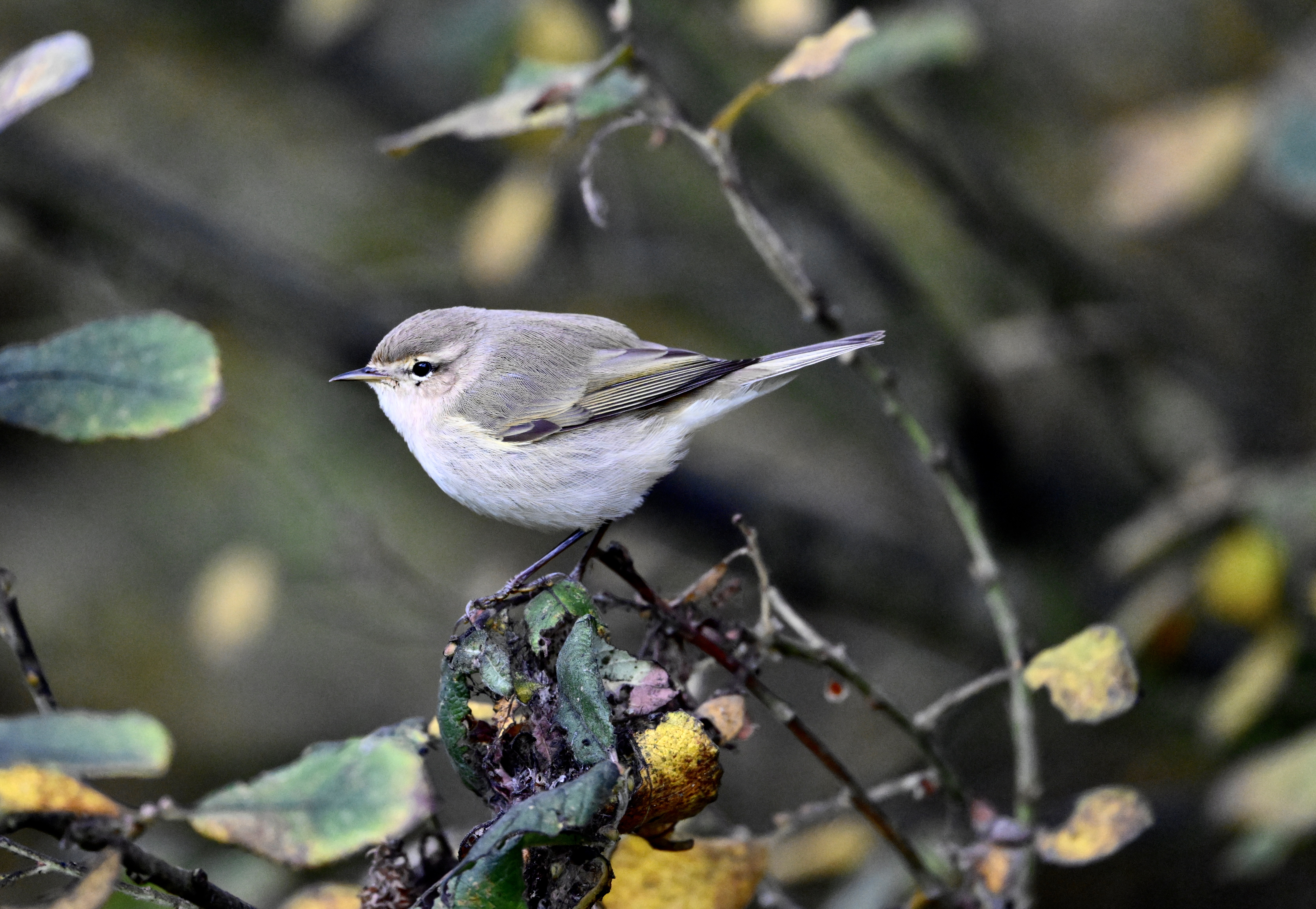 Siberian Chiffchaff - 07-11-2025