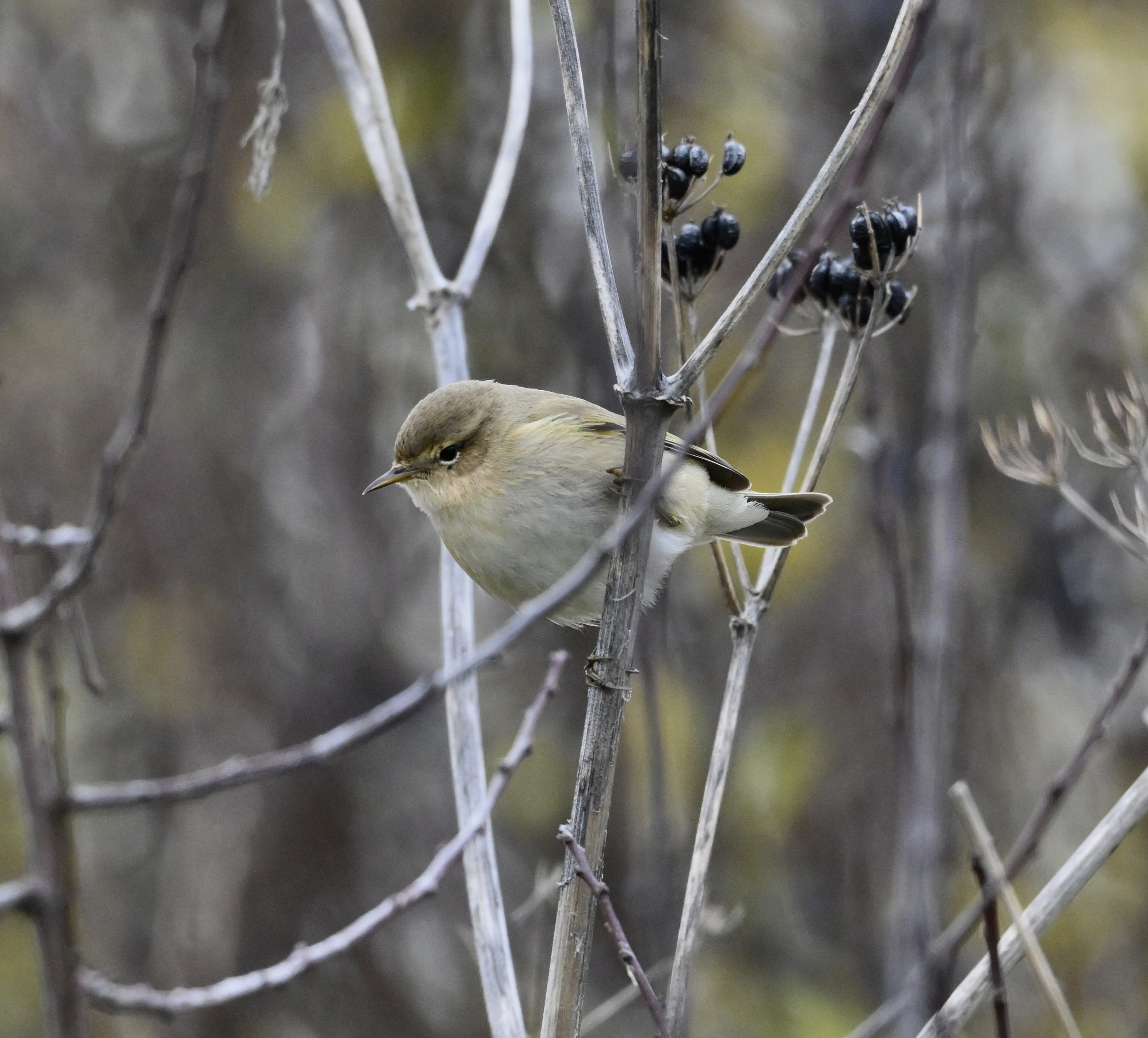 Siberian Chiffchaff - 07-11-2025