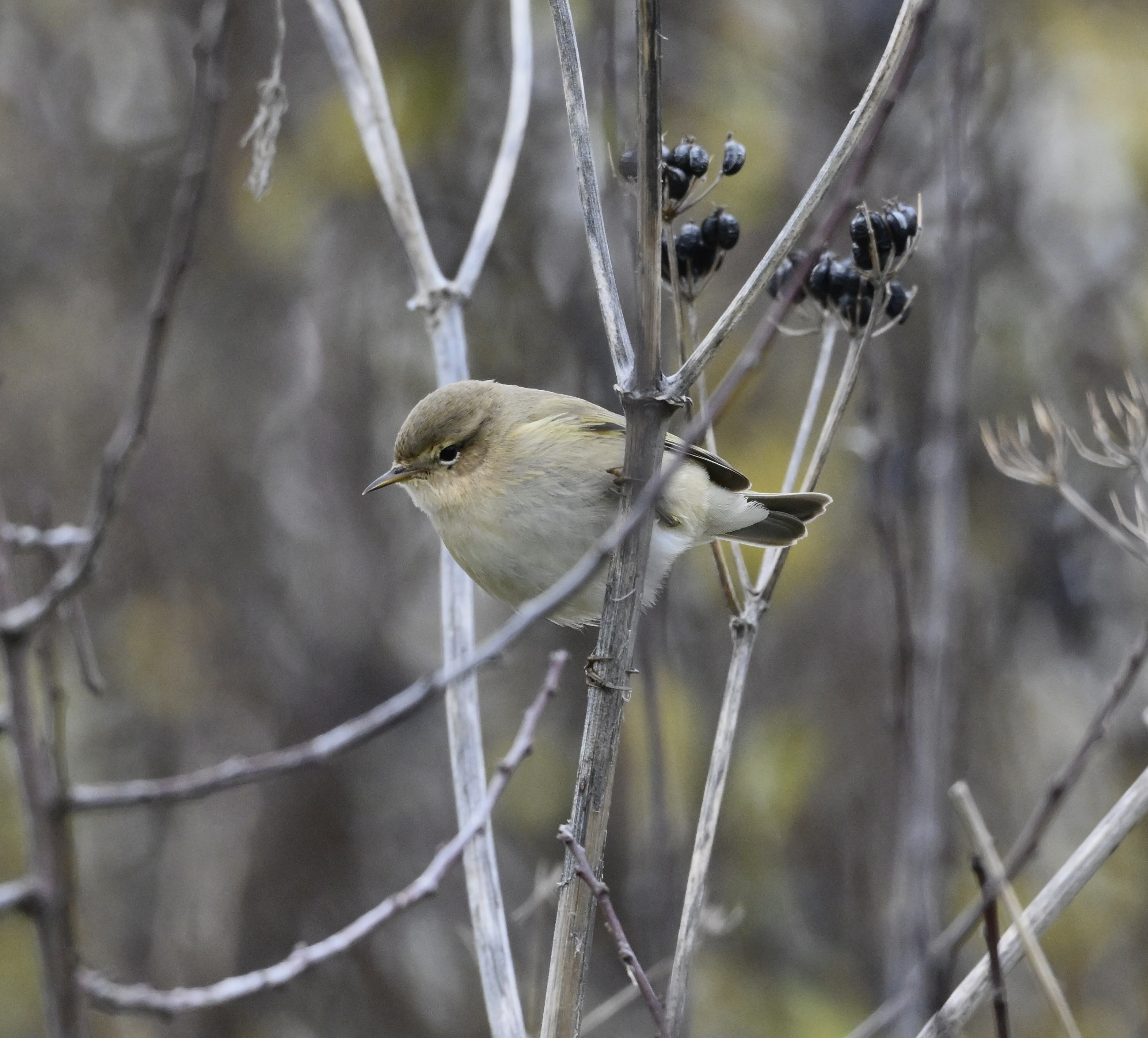 Siberian Chiffchaff - 07-11-2025