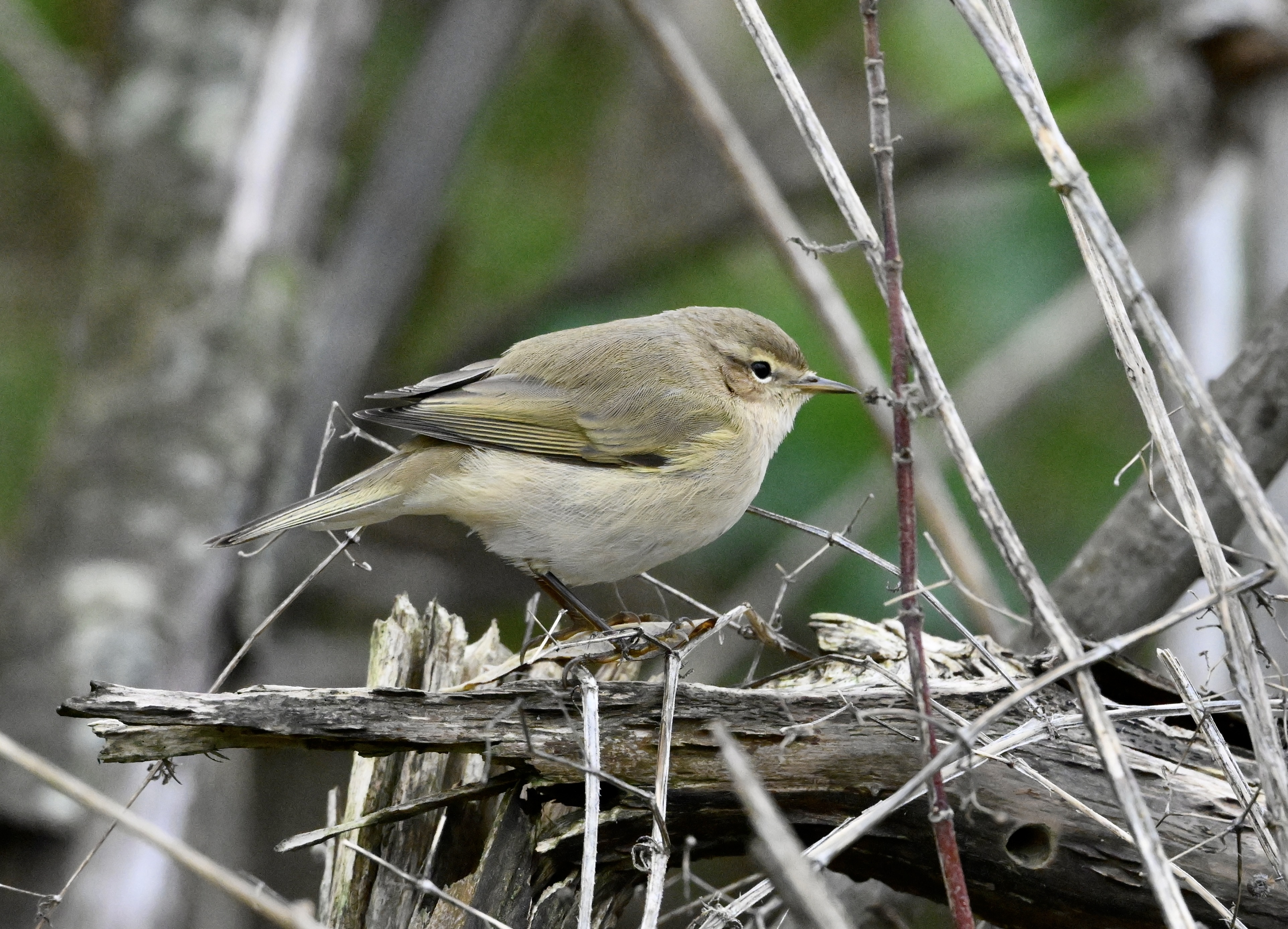 Siberian Chiffchaff - 07-11-2025