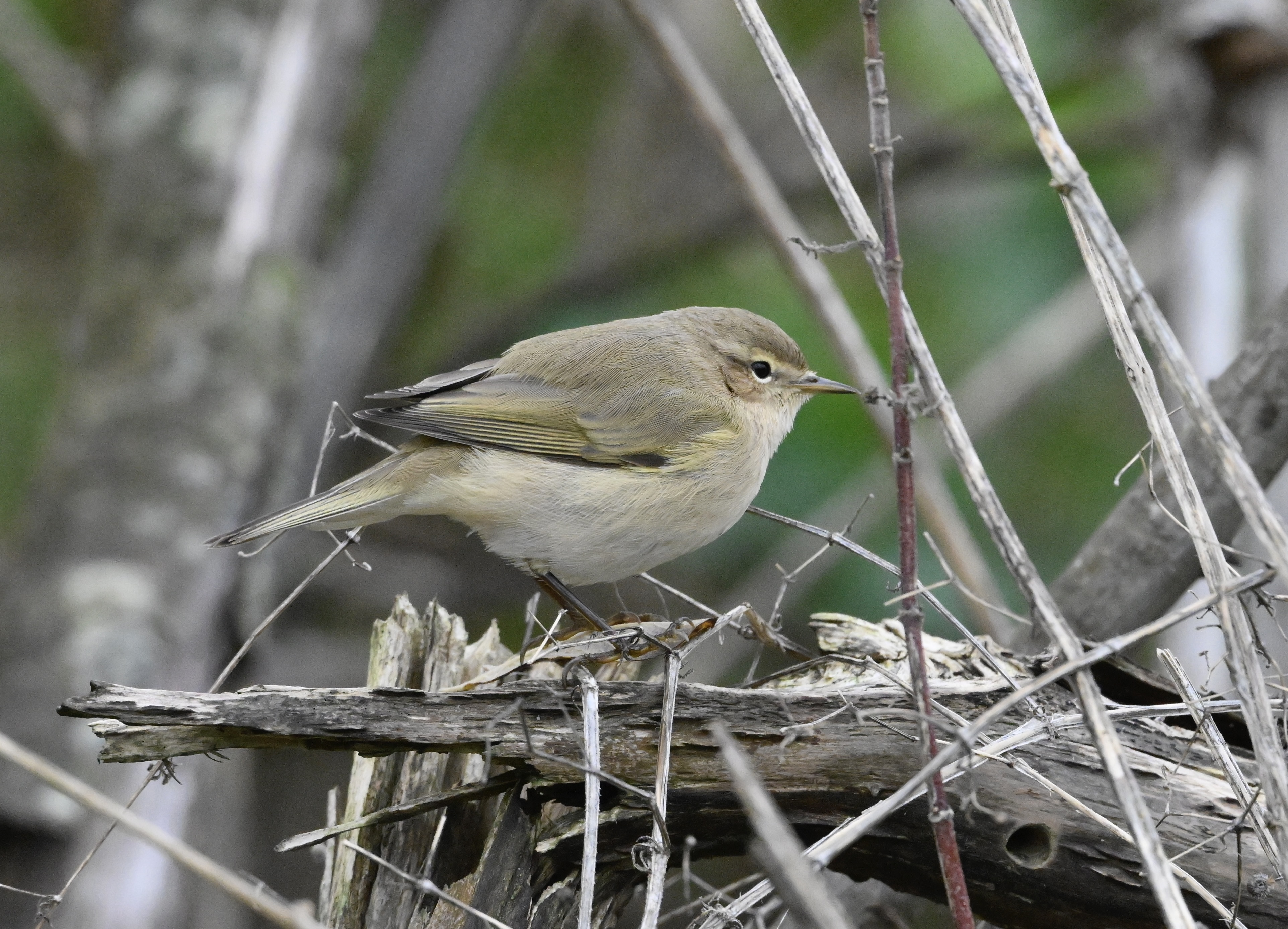 Siberian Chiffchaff - 07-11-2025