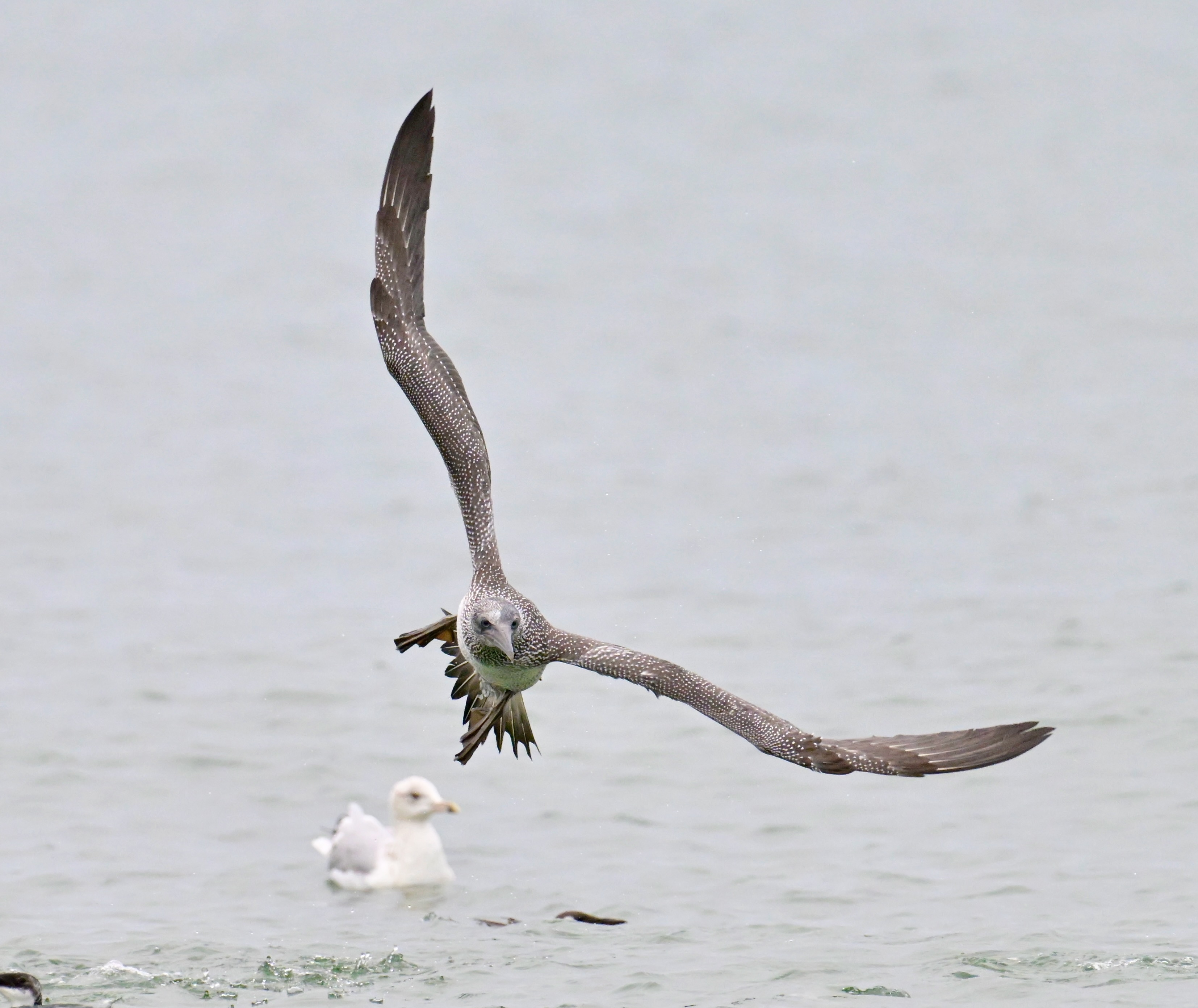 Gannet - 28-09-2023