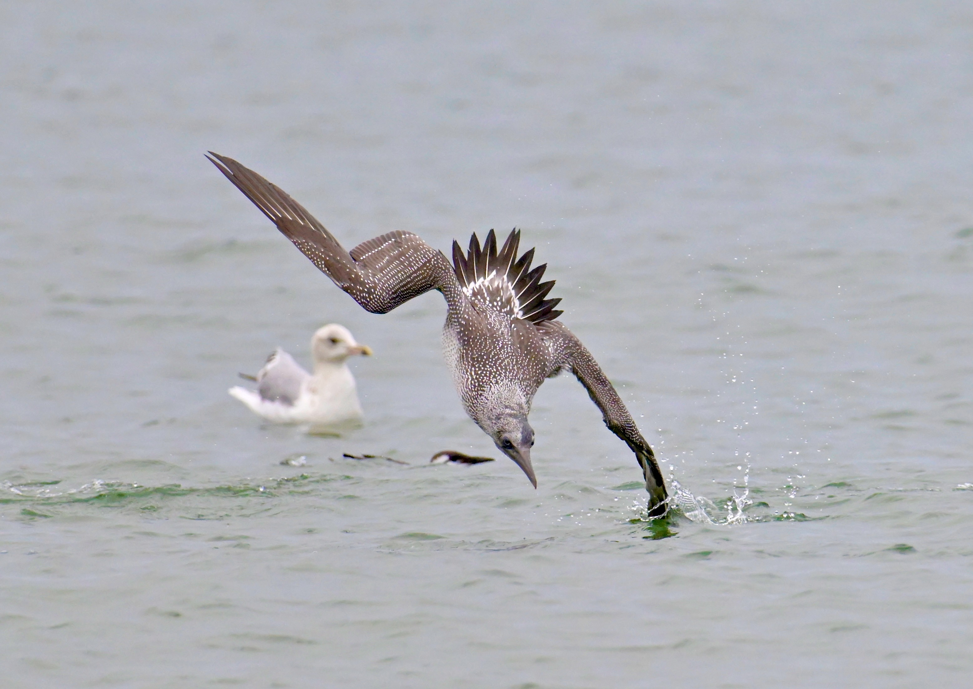 Gannet - 28-09-2023