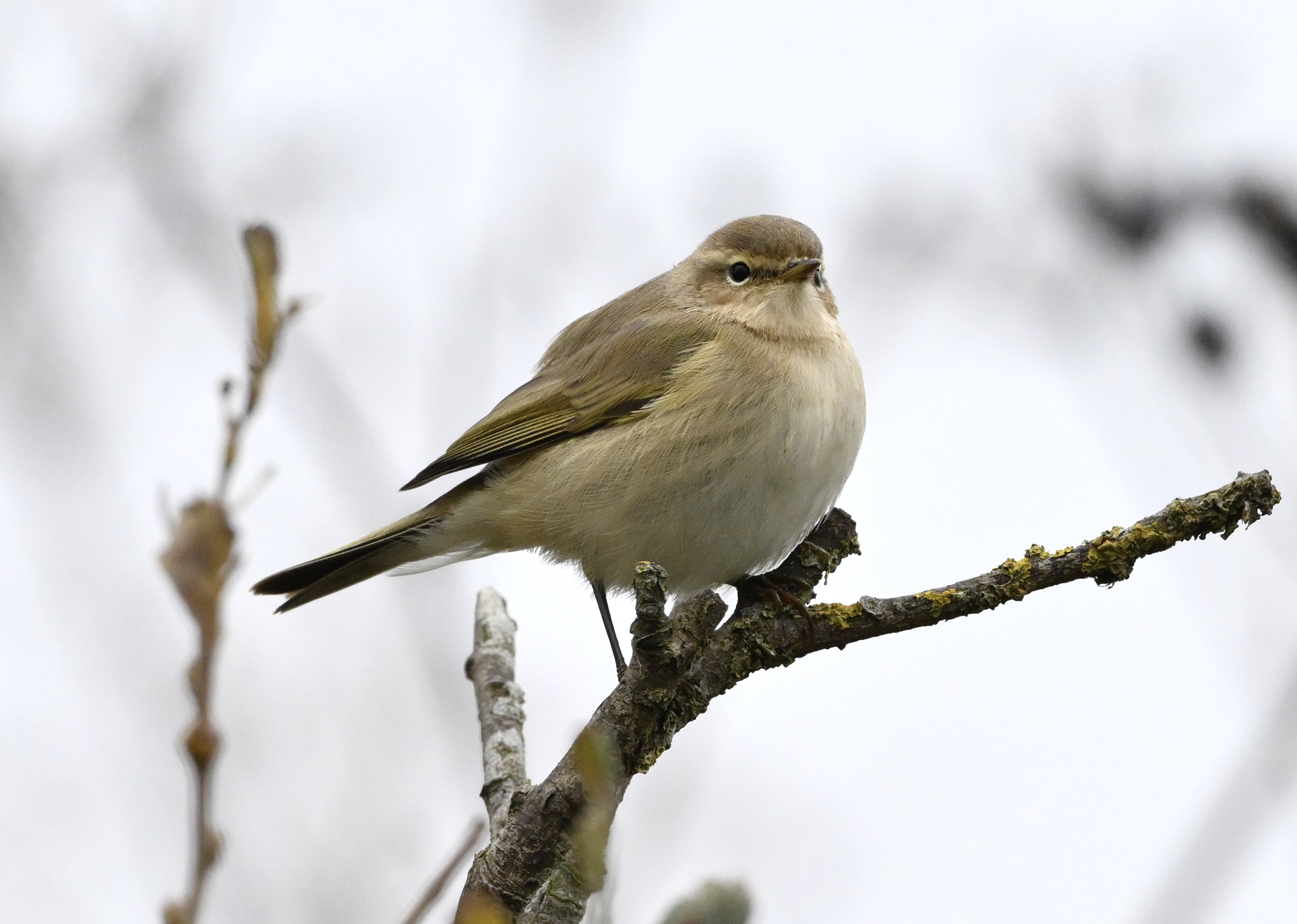 Siberian Chiffchaff - 07-11-2025