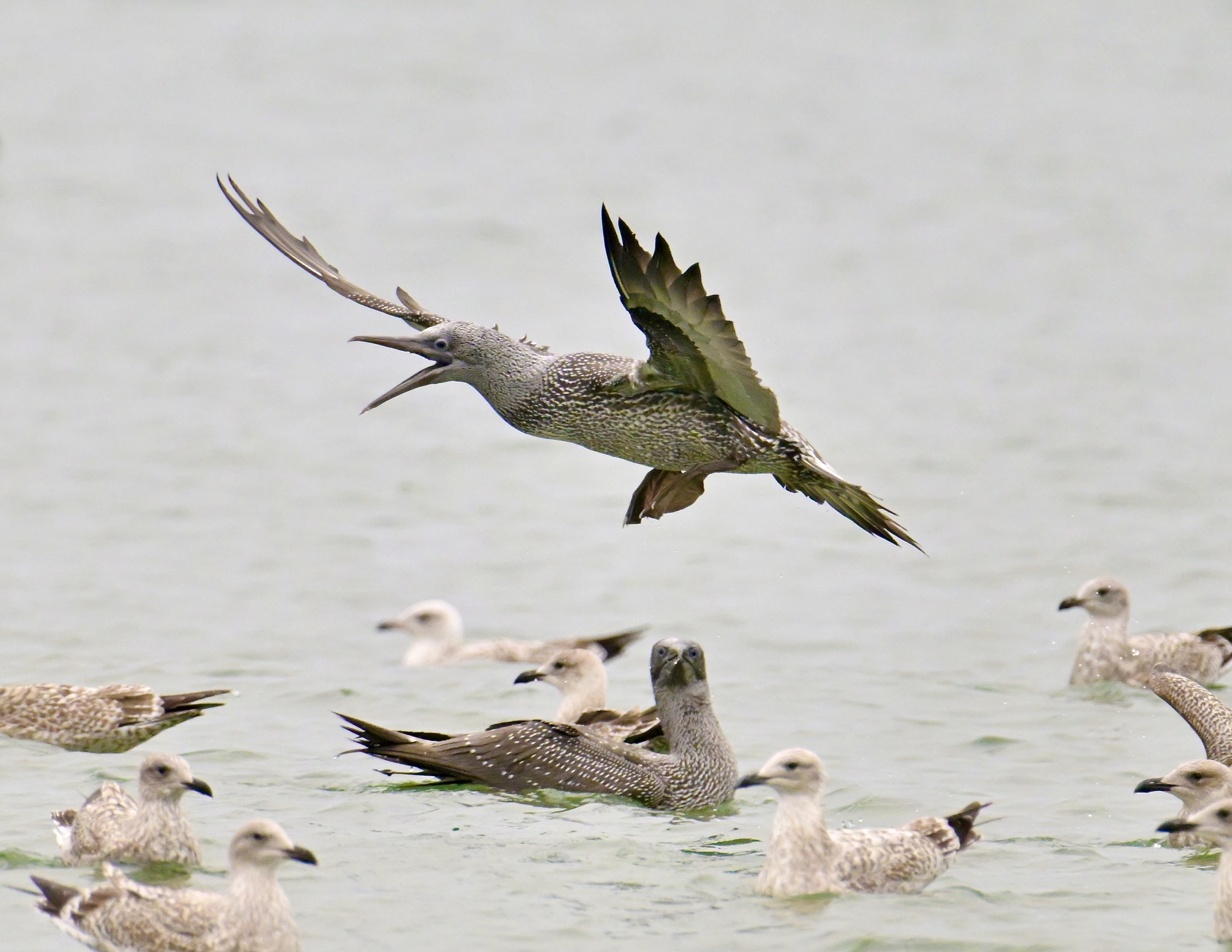 Gannet - 28-09-2023