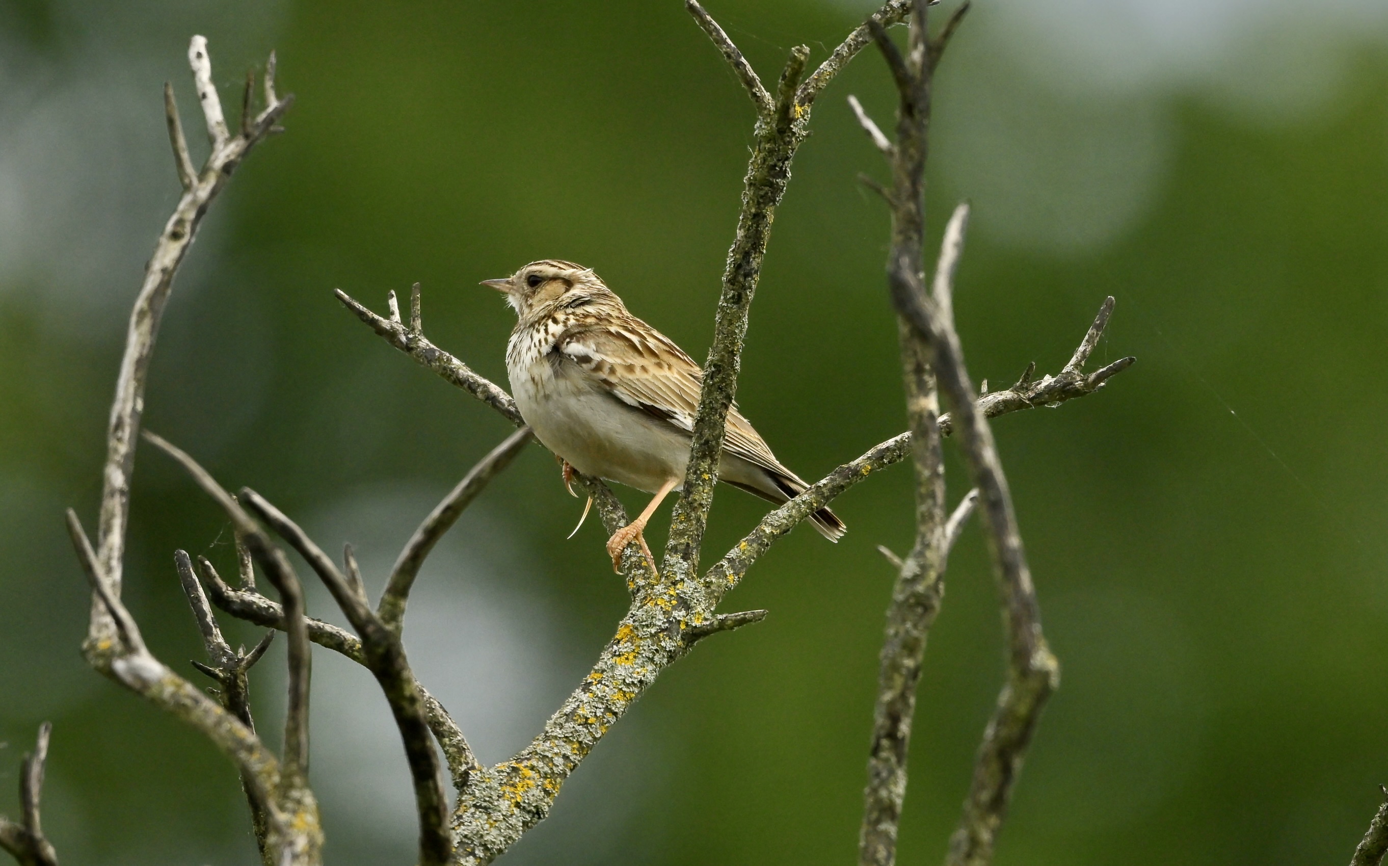 Woodlark - 07-06-2026