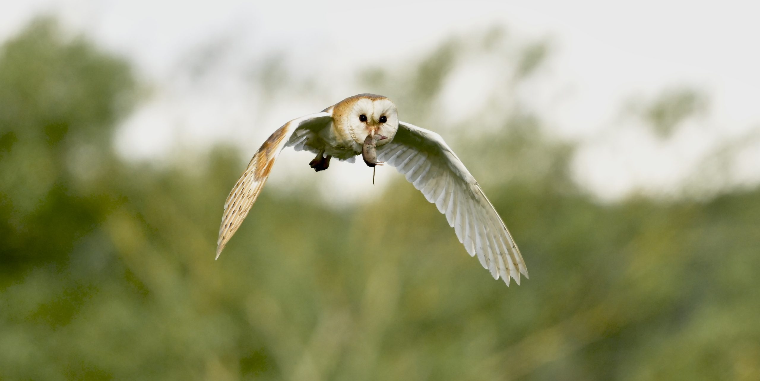 Barn Owl - 10-06-2026