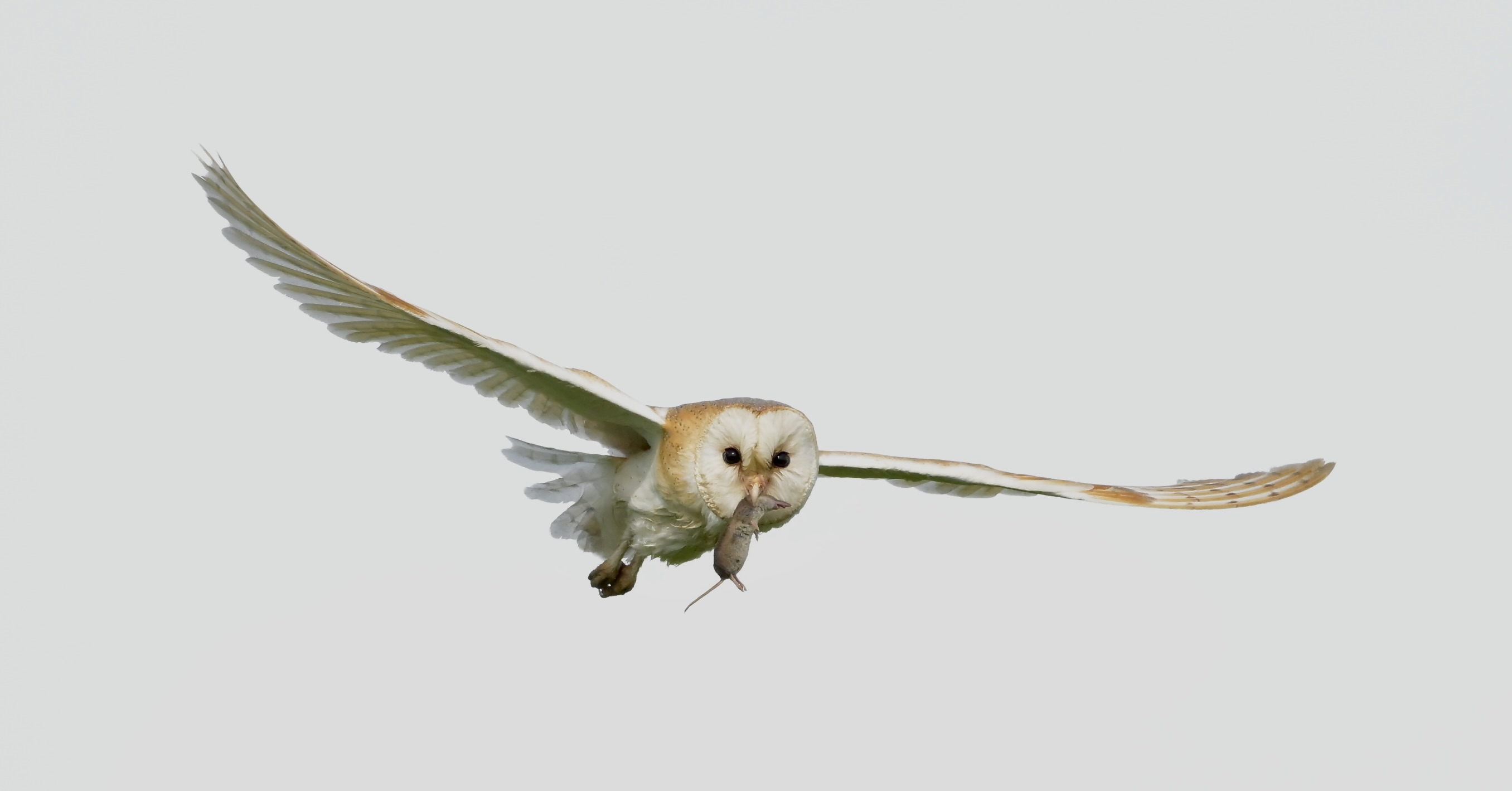 Barn Owl - 10-06-2026
