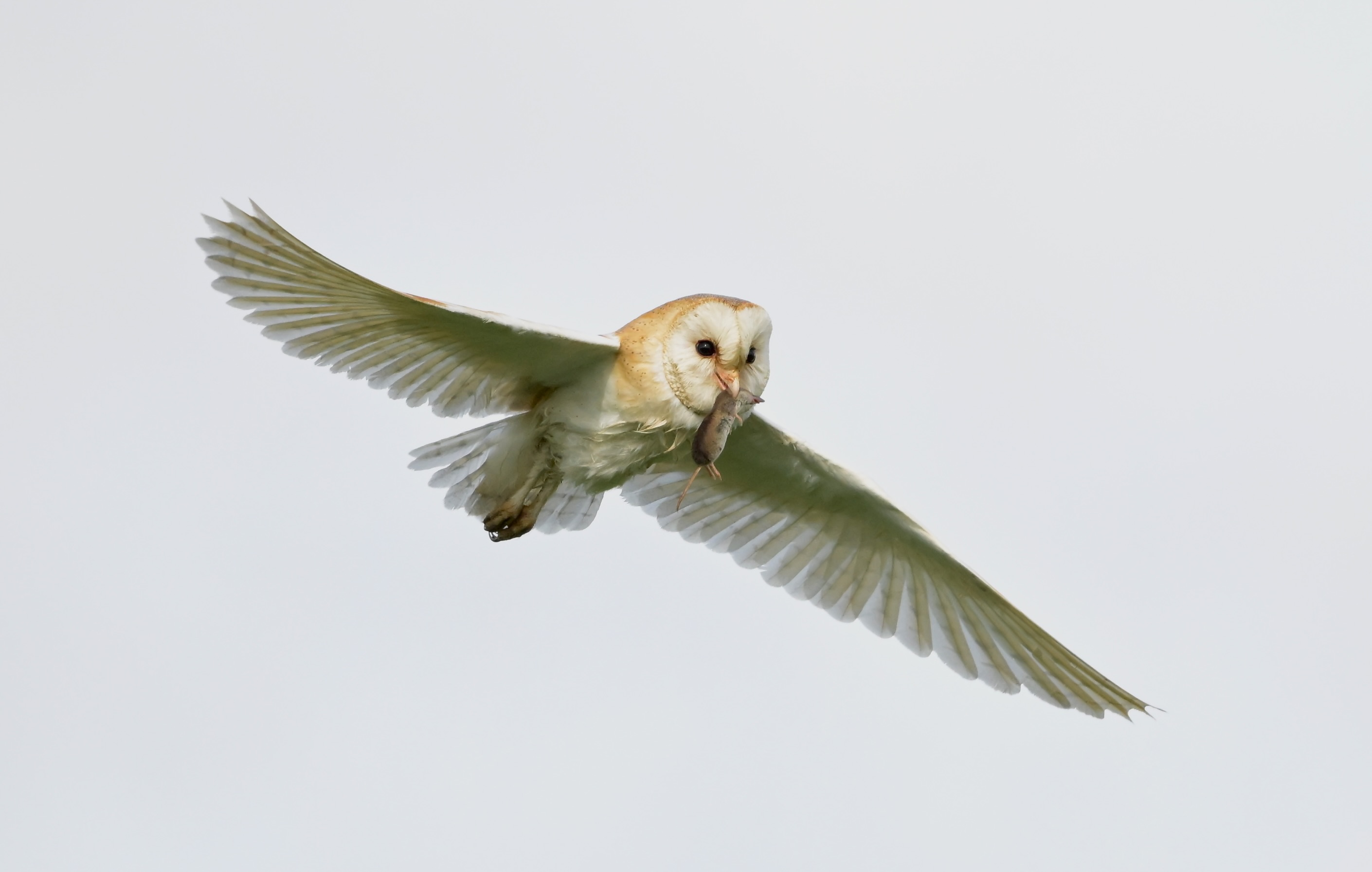 Barn Owl - 10-06-2026