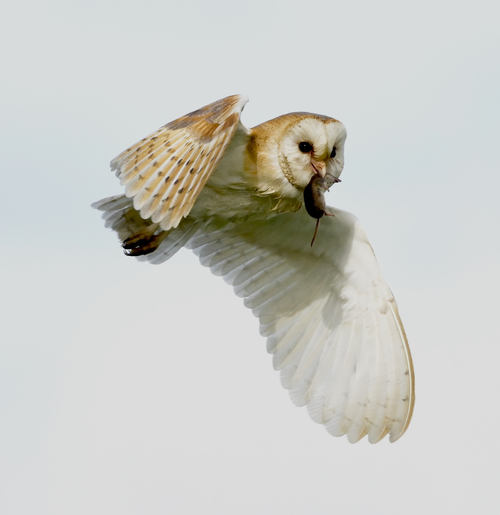 Barn Owl - 10-06-2026