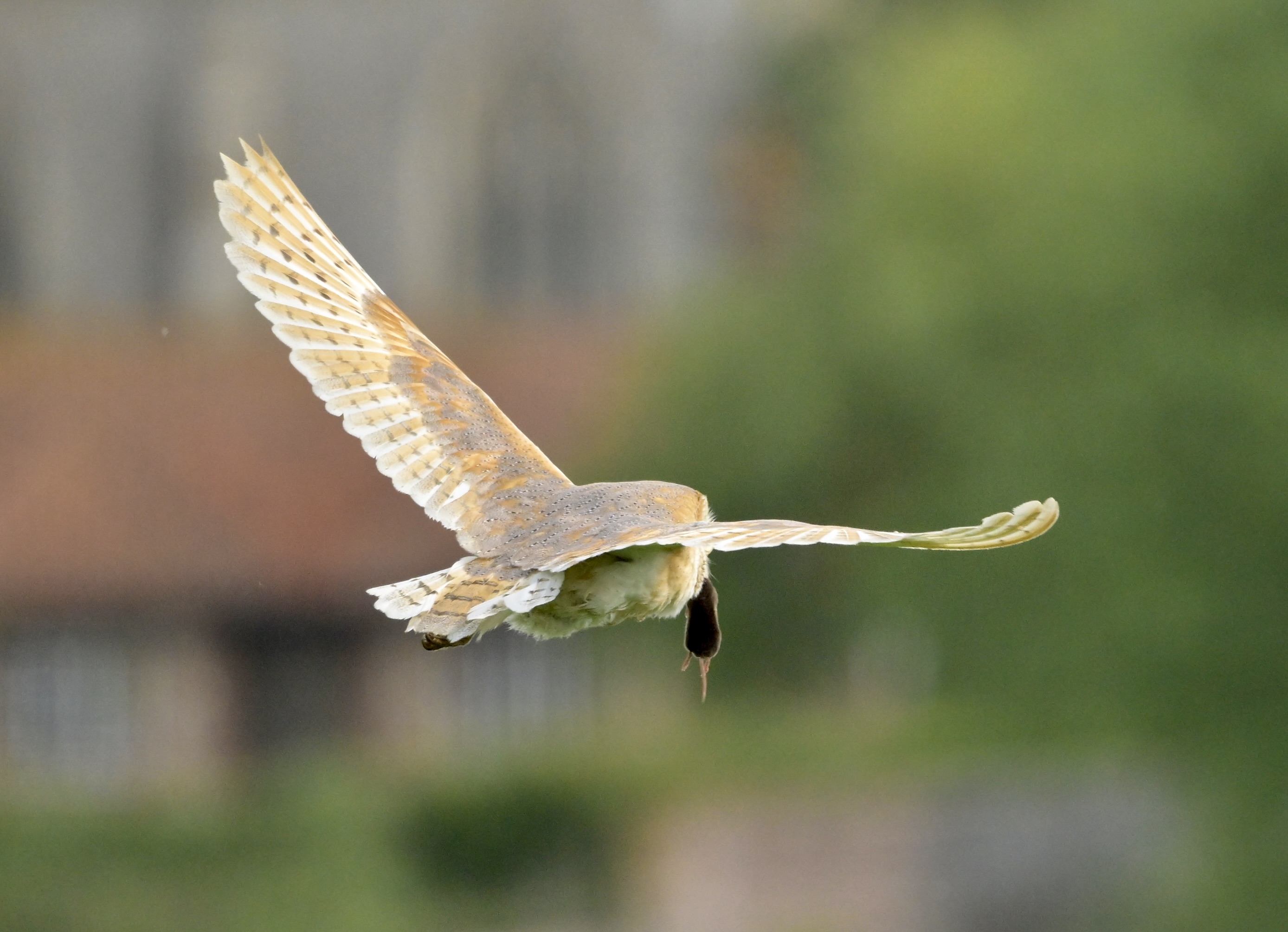 Barn Owl - 10-06-2026