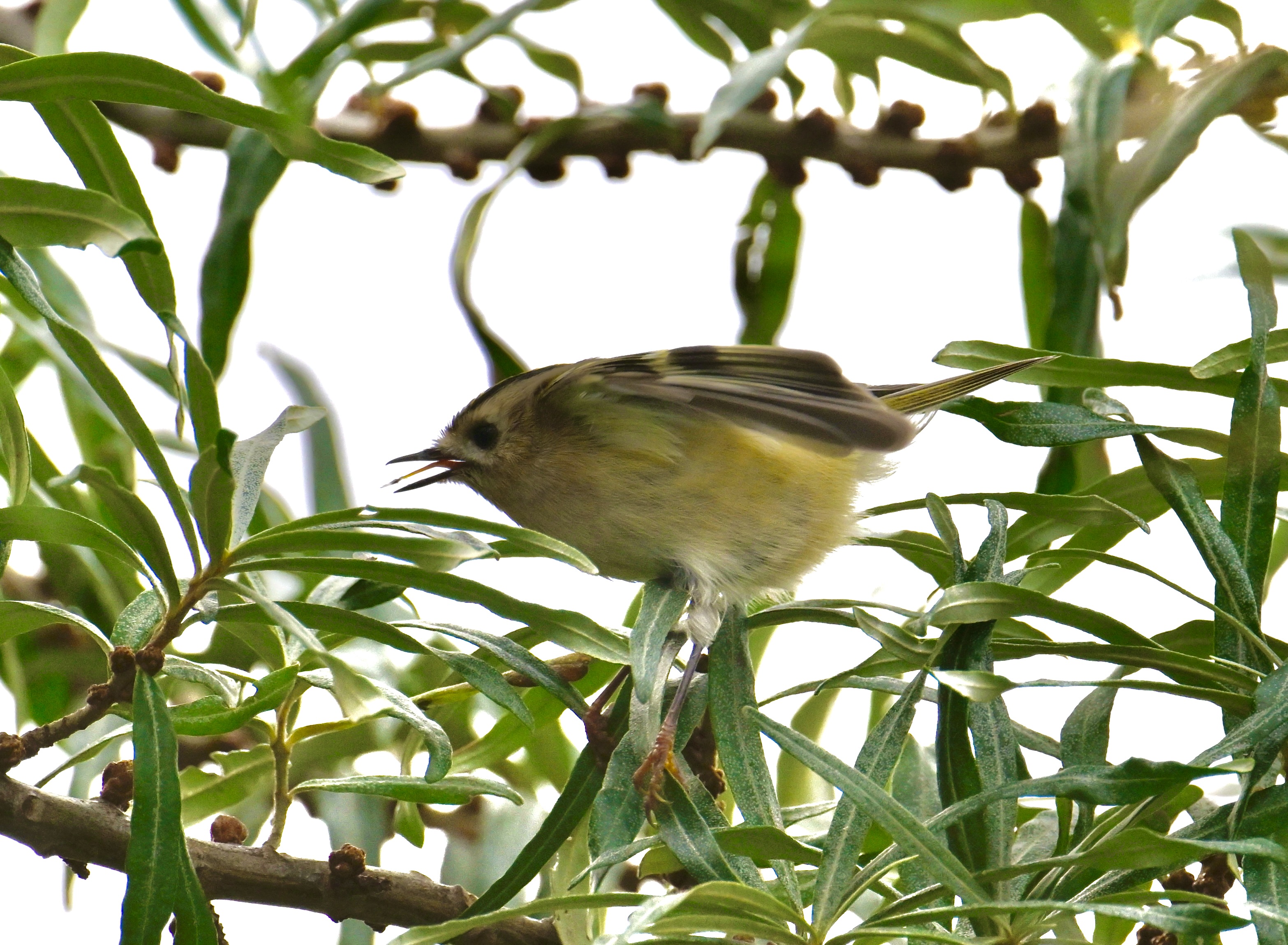 Goldcrest - 08-10-2023