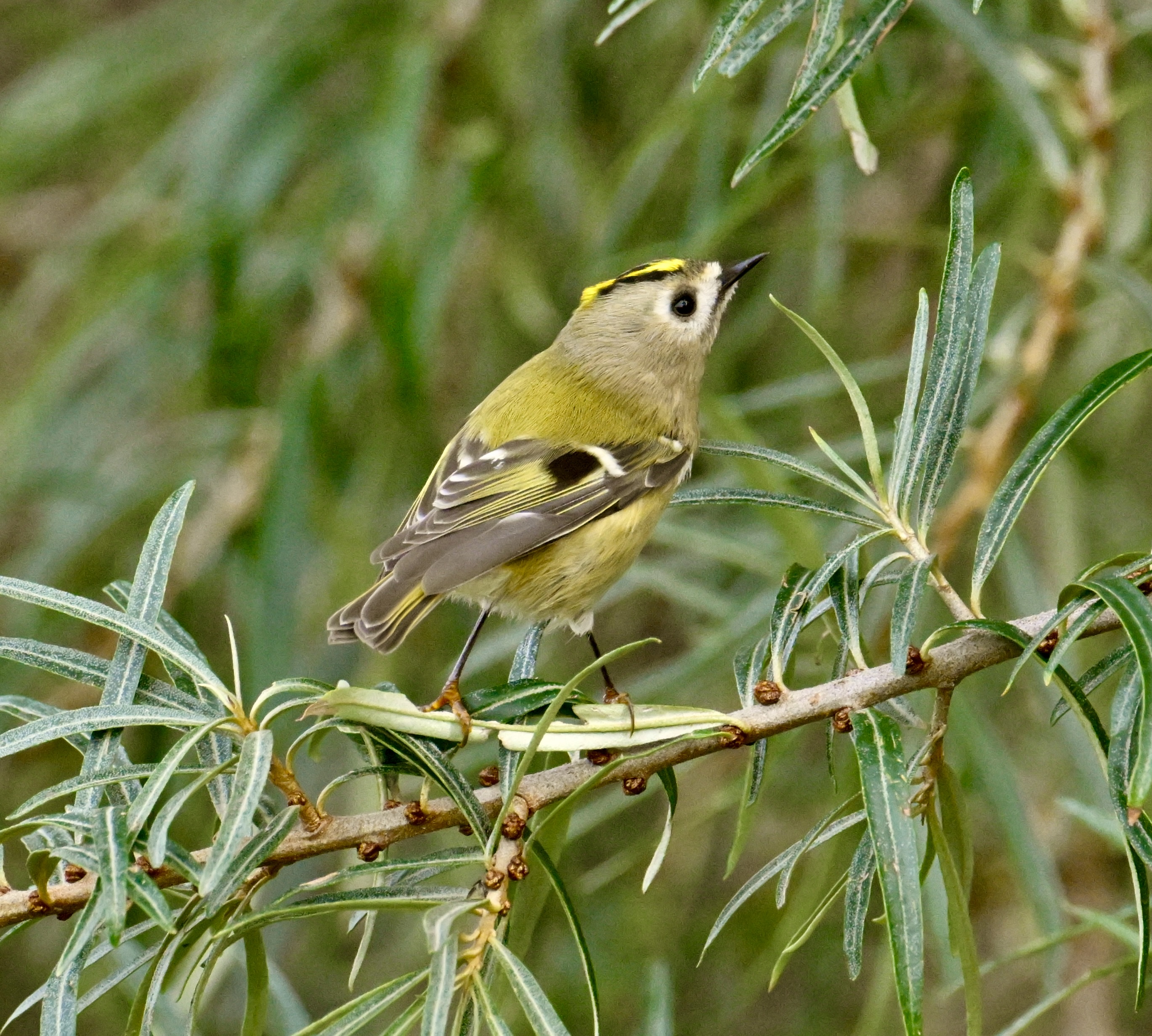 Goldcrest - 08-10-2023