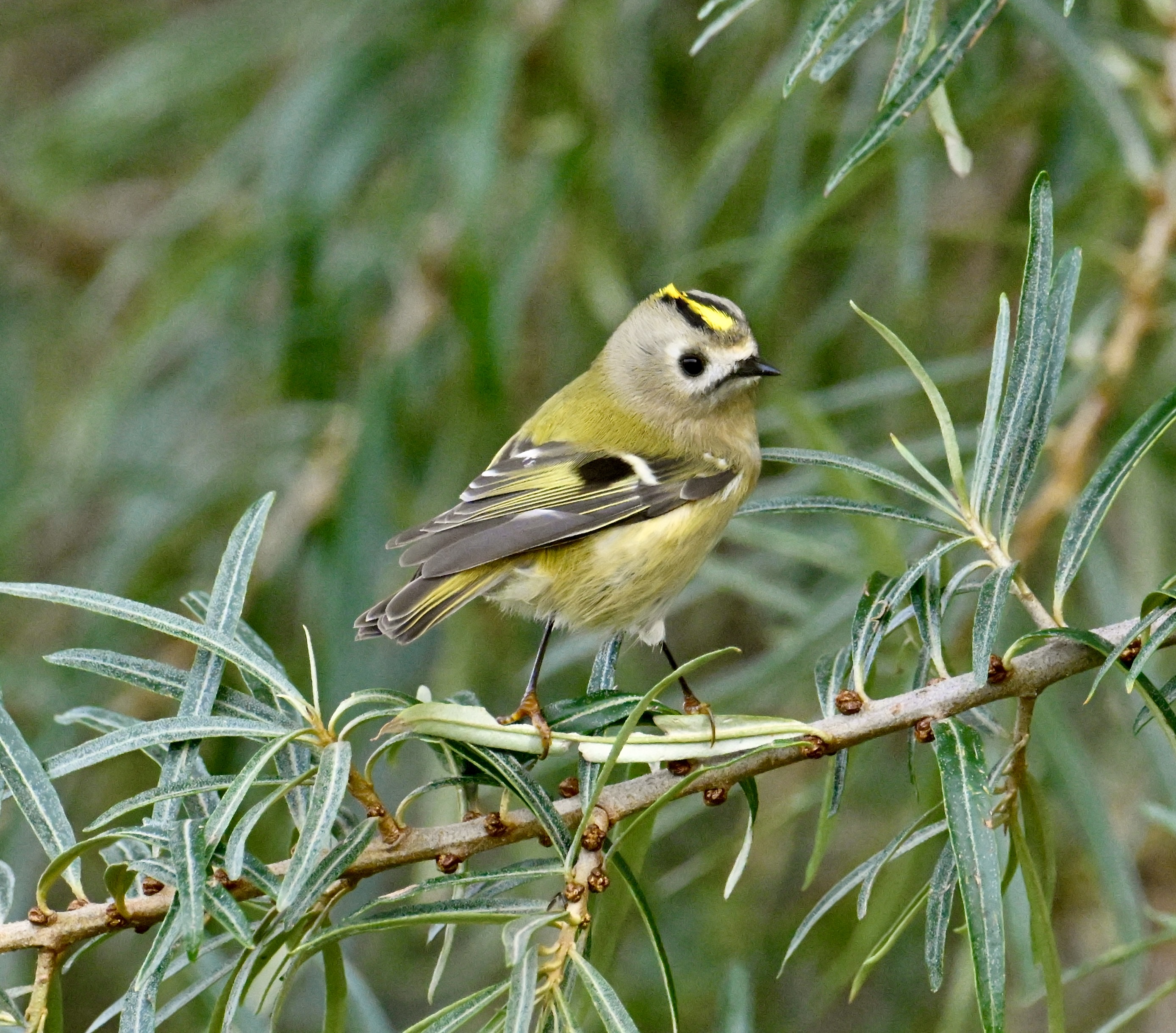 Goldcrest - 08-10-2023