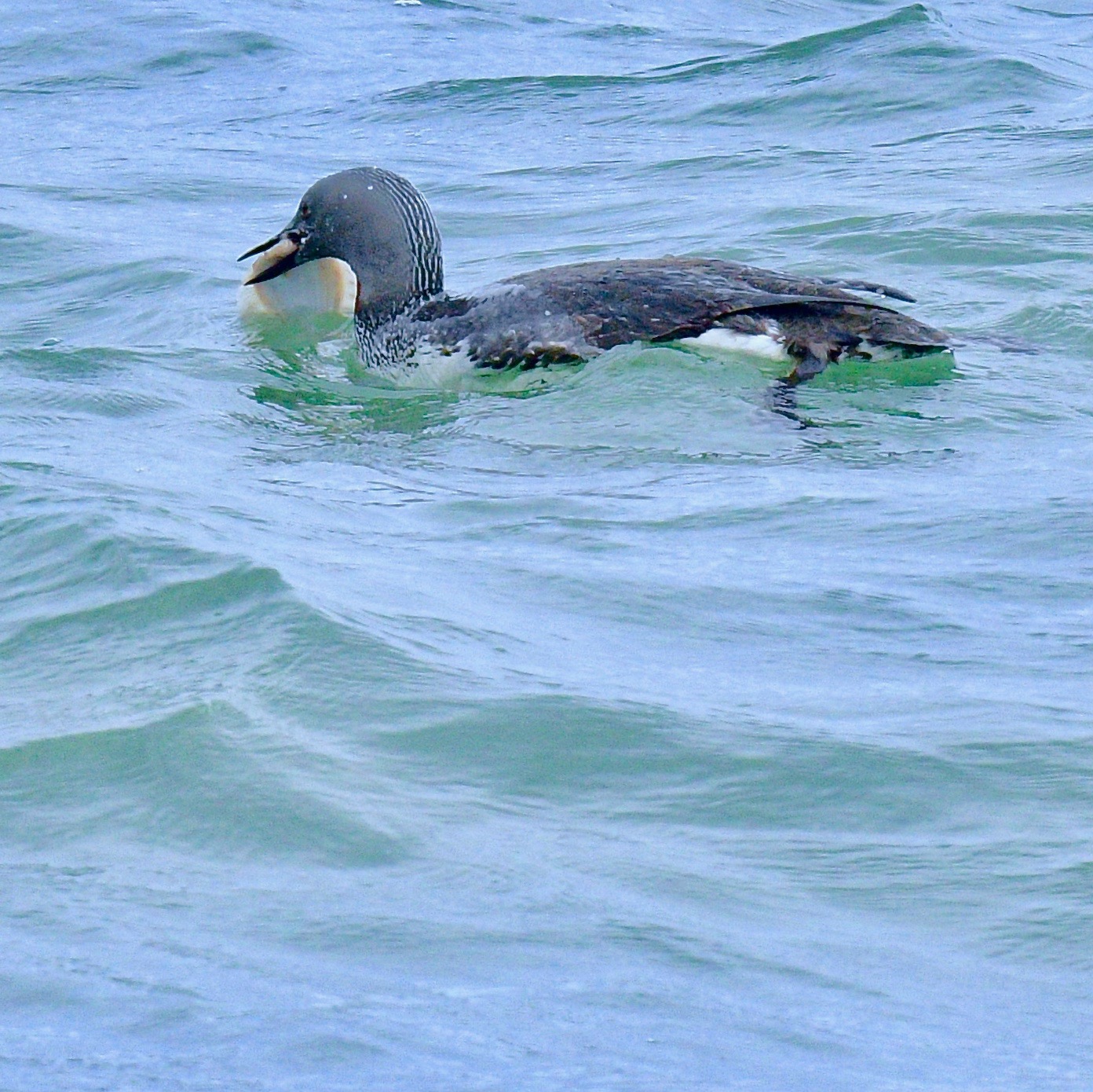 Red-throated Diver - 23-09-2022