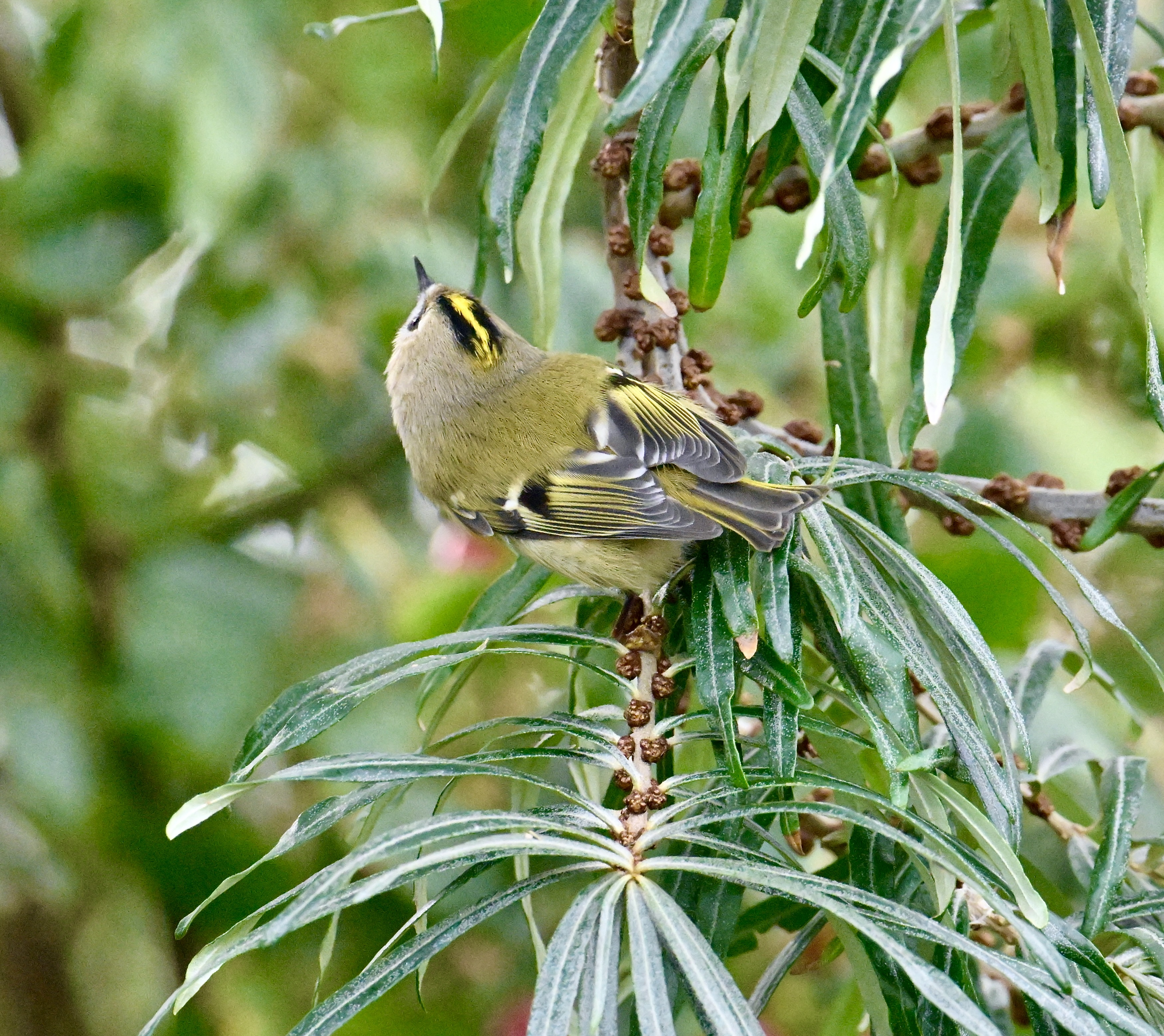 Goldcrest - 08-10-2023