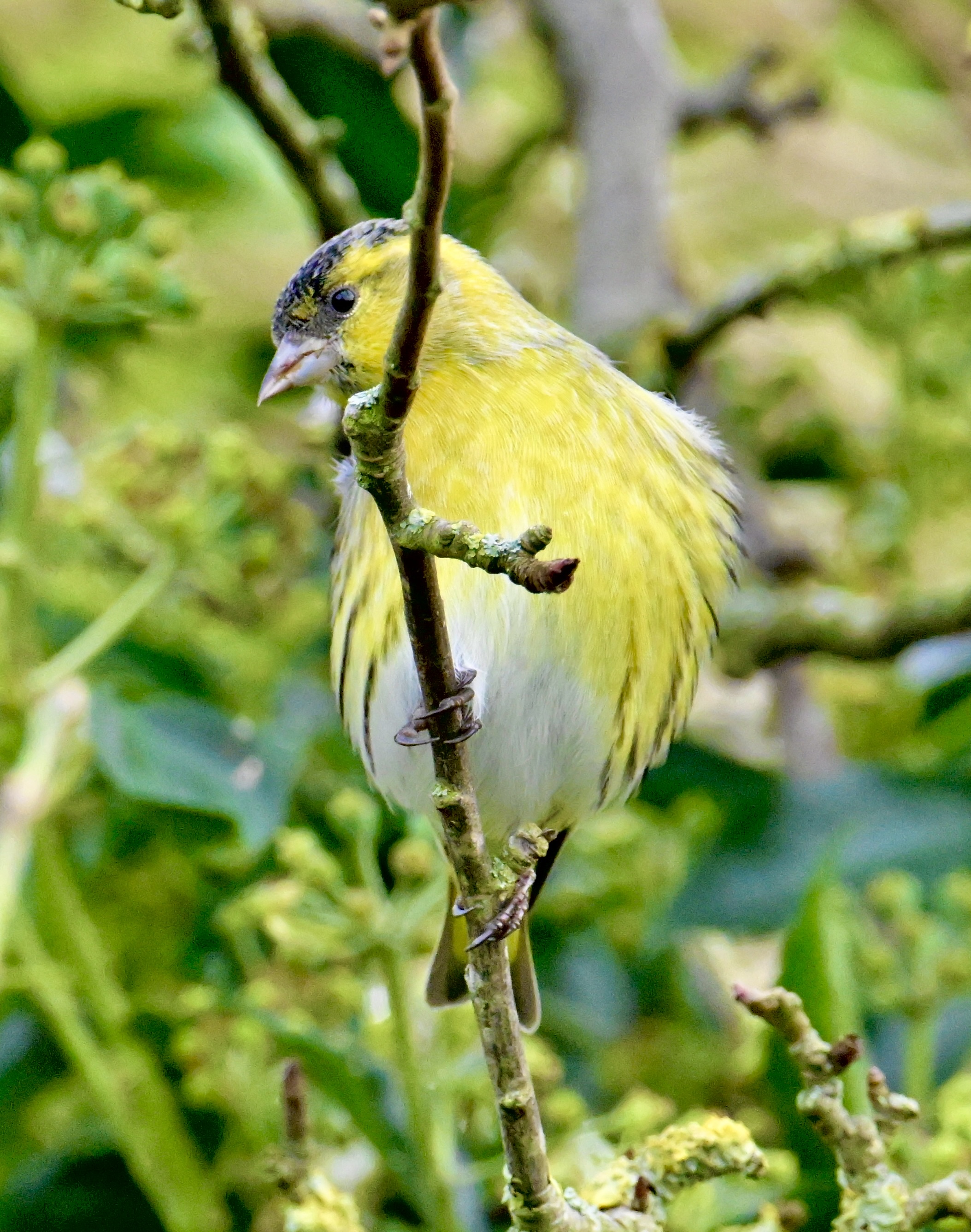 Siskin - 10-10-2023