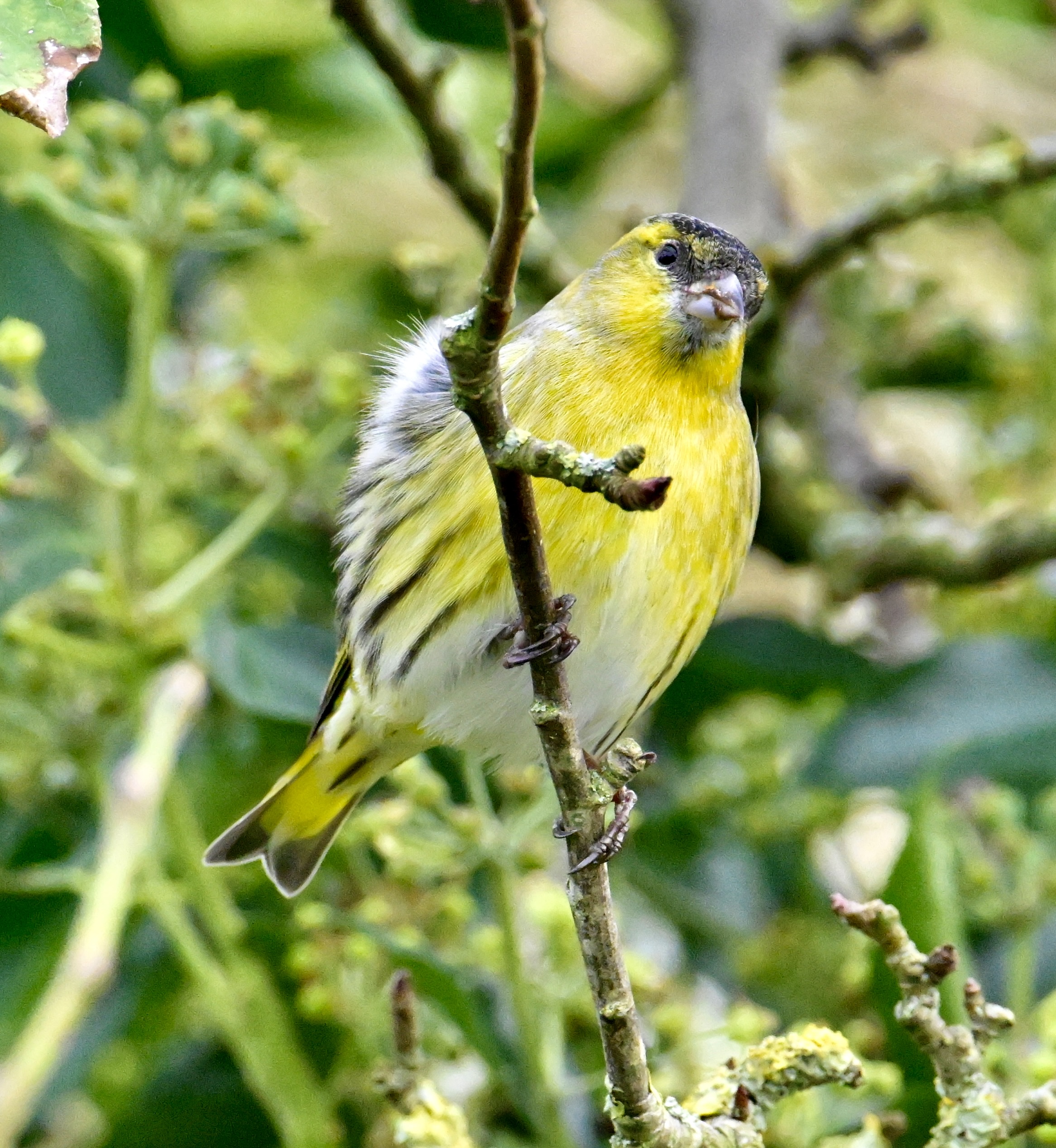 Siskin - 10-10-2023