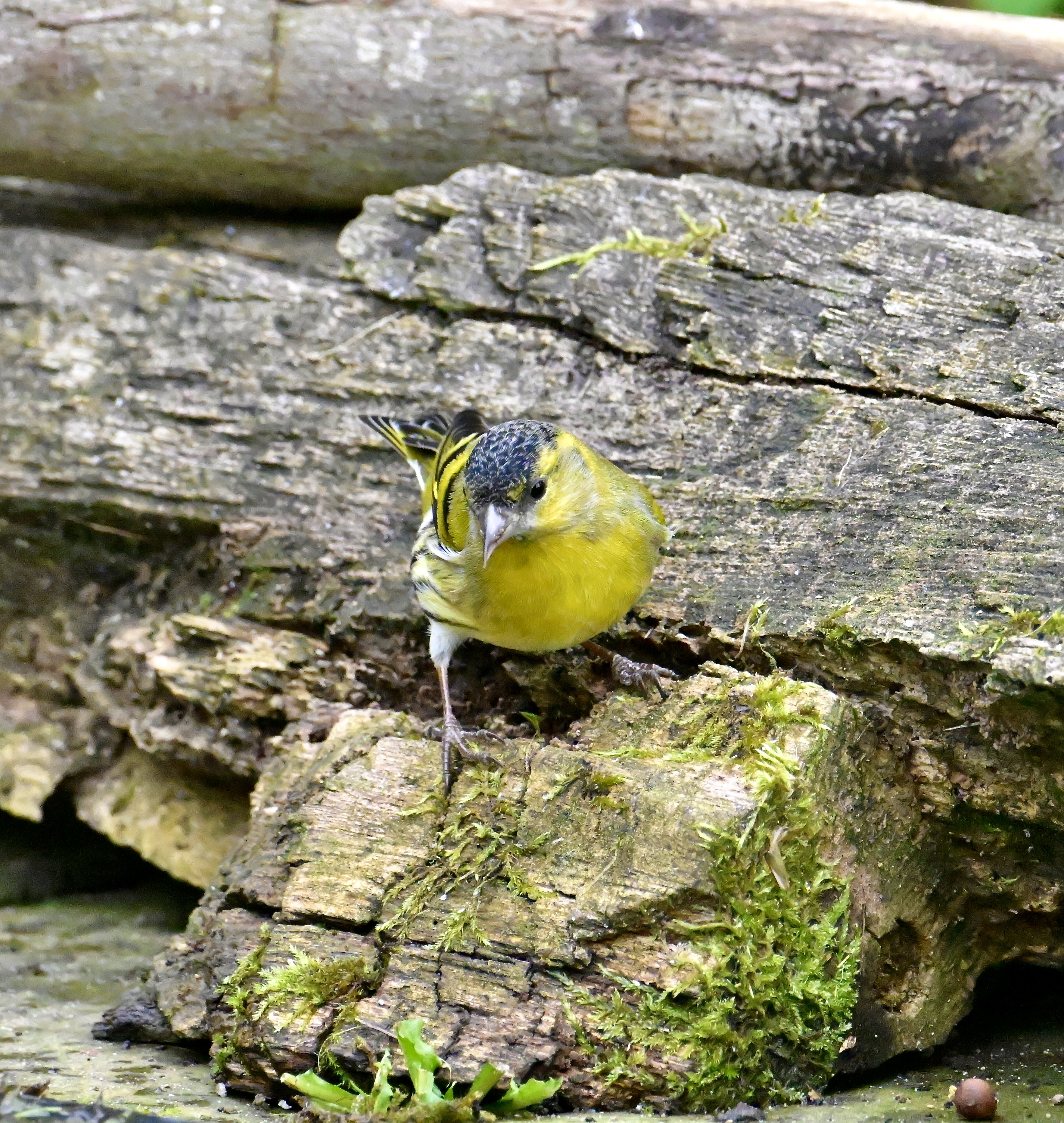 Siskin - 10-10-2023