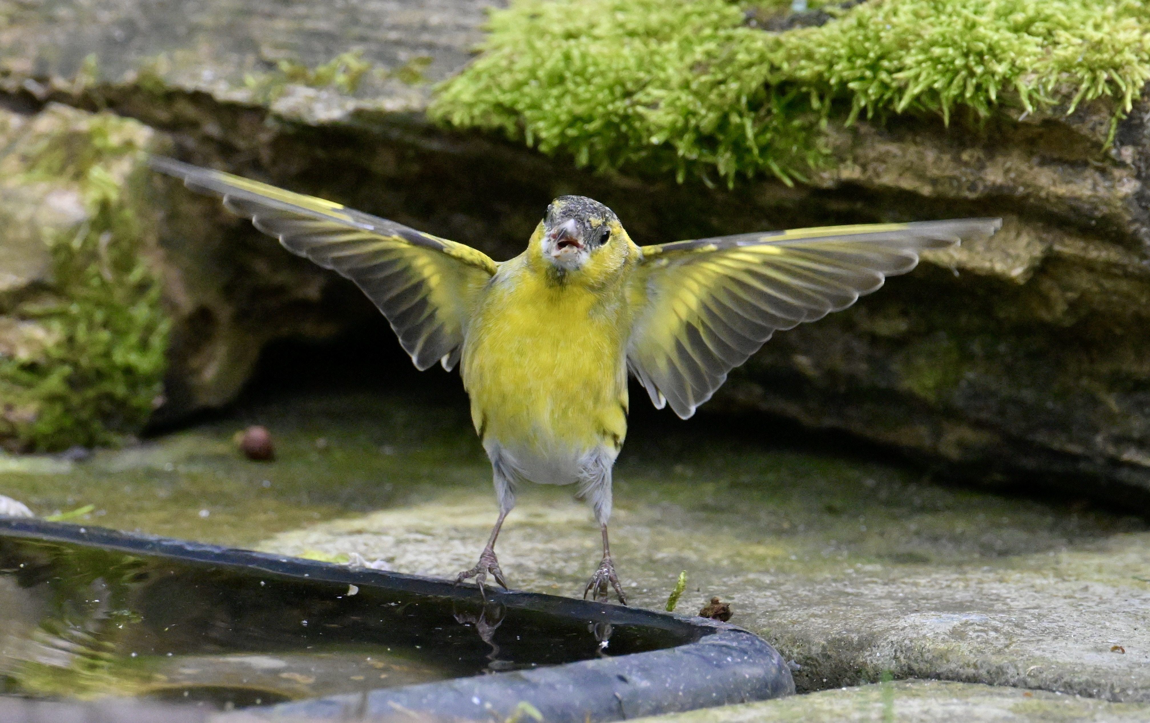 Siskin - 10-10-2023