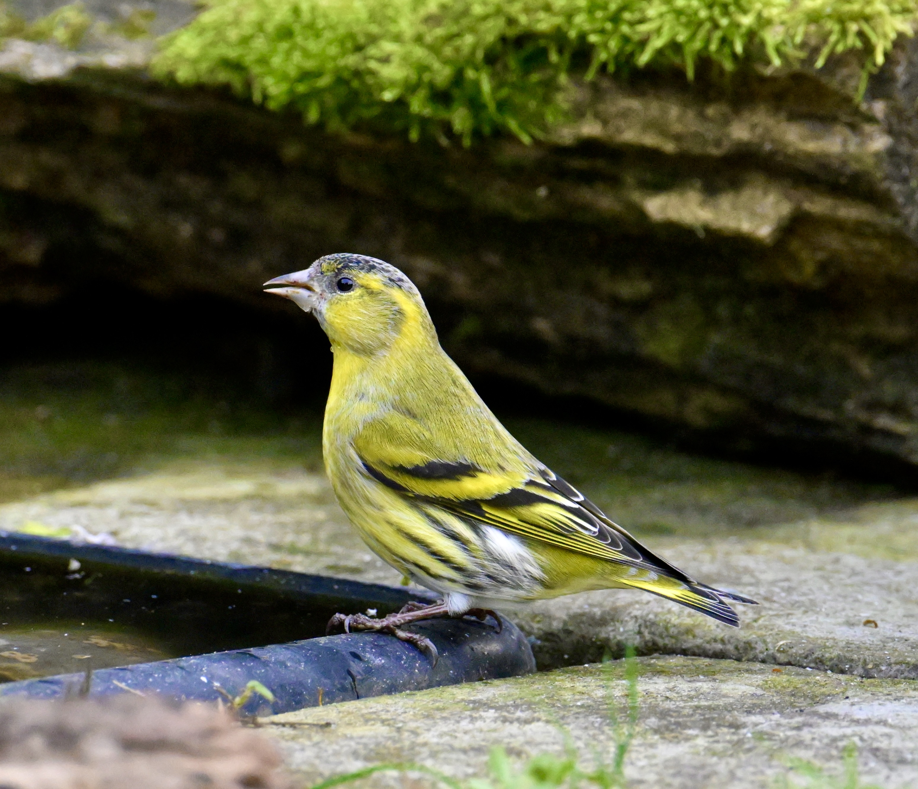 Siskin - 10-10-2023