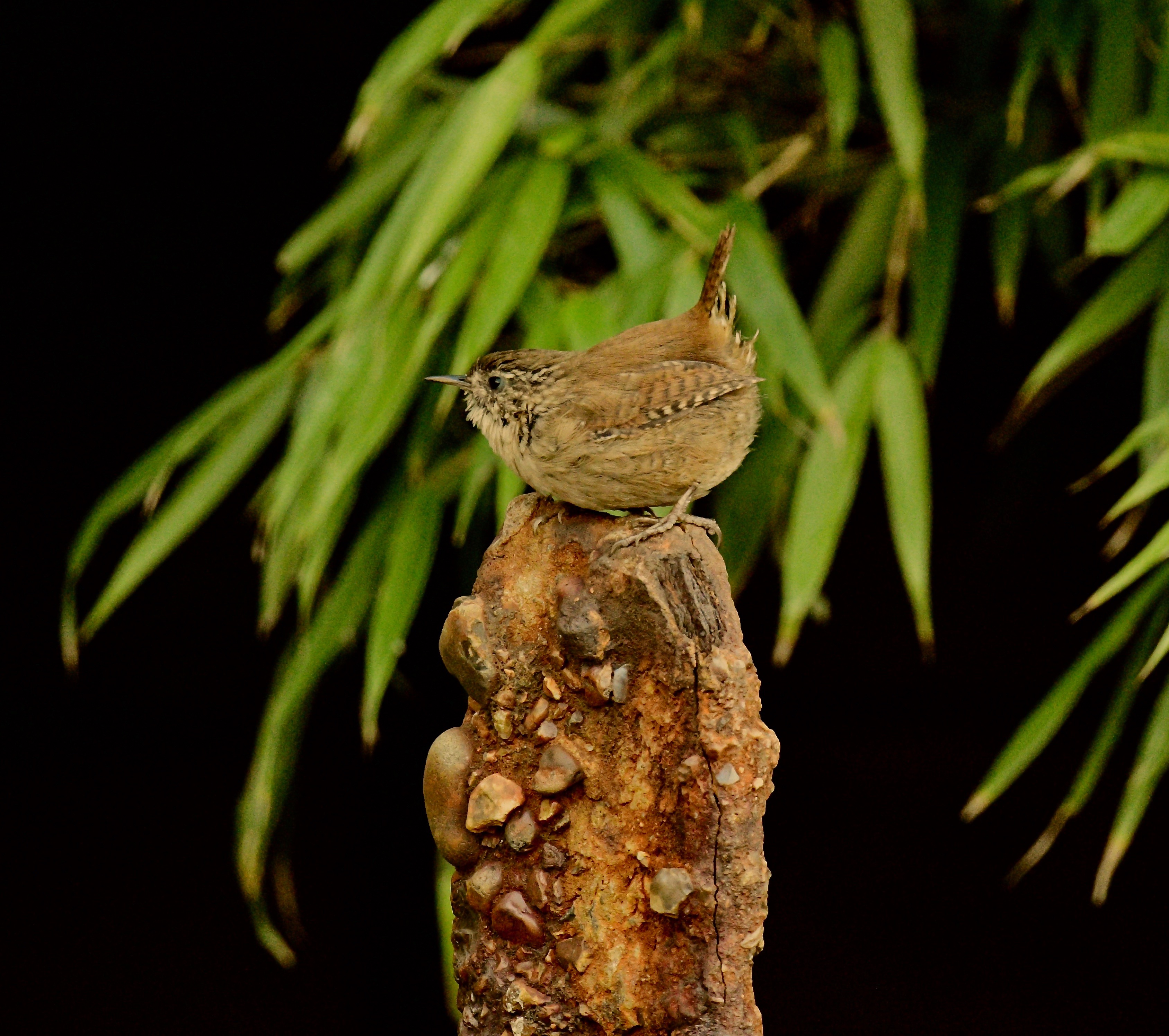 Wren - 08-10-2022